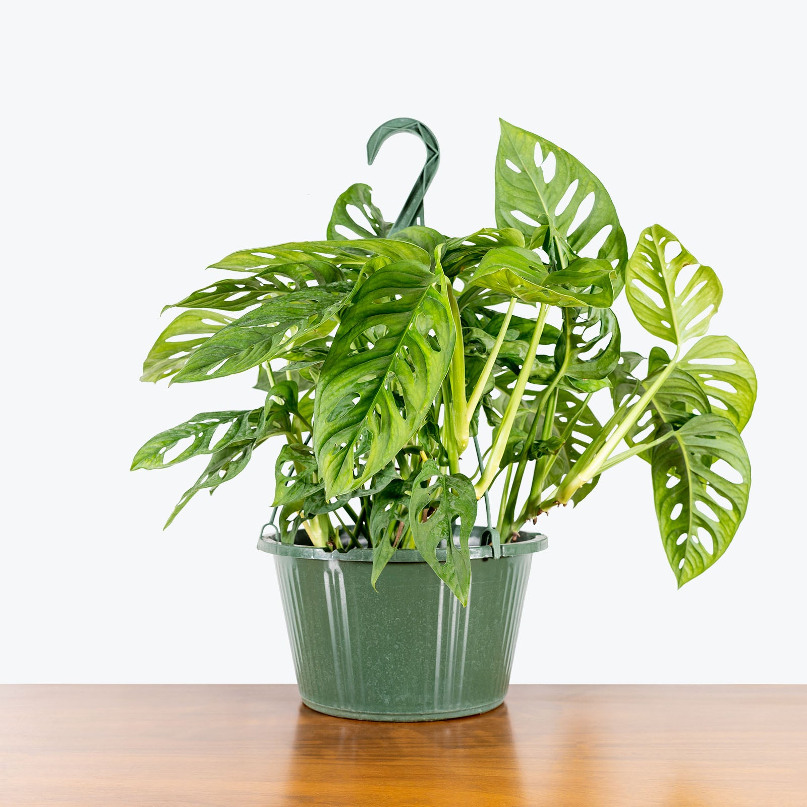 Monstera Adansonii - House Plants Delivery Toronto - JOMO Studio