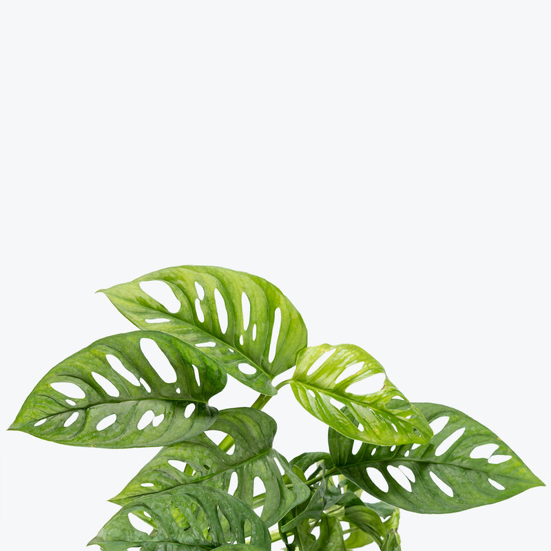 Monstera Adansonii - House Plants Delivery Toronto - JOMO Studio