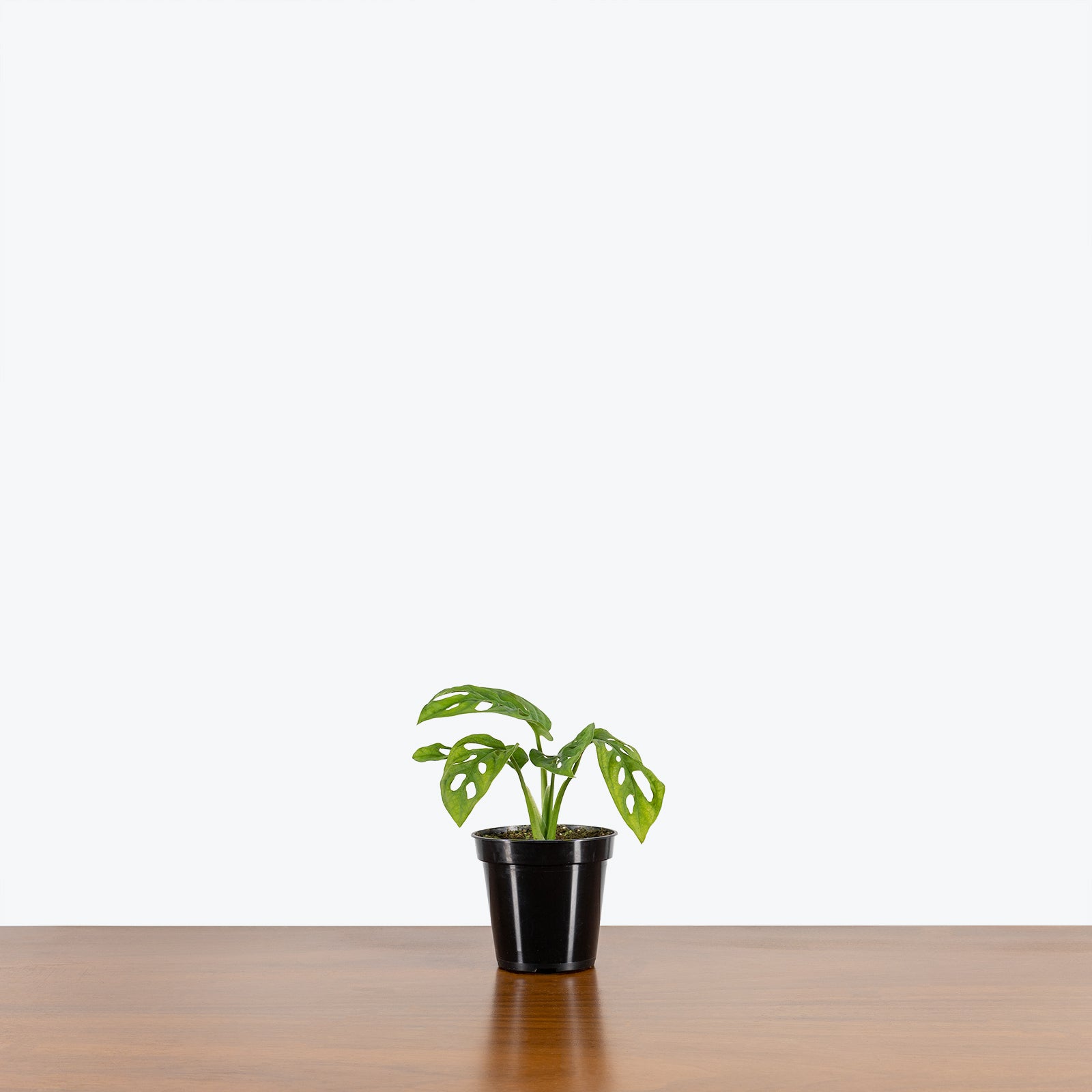 Monstera Adansonii - House Plants Delivery Toronto - JOMO Studio