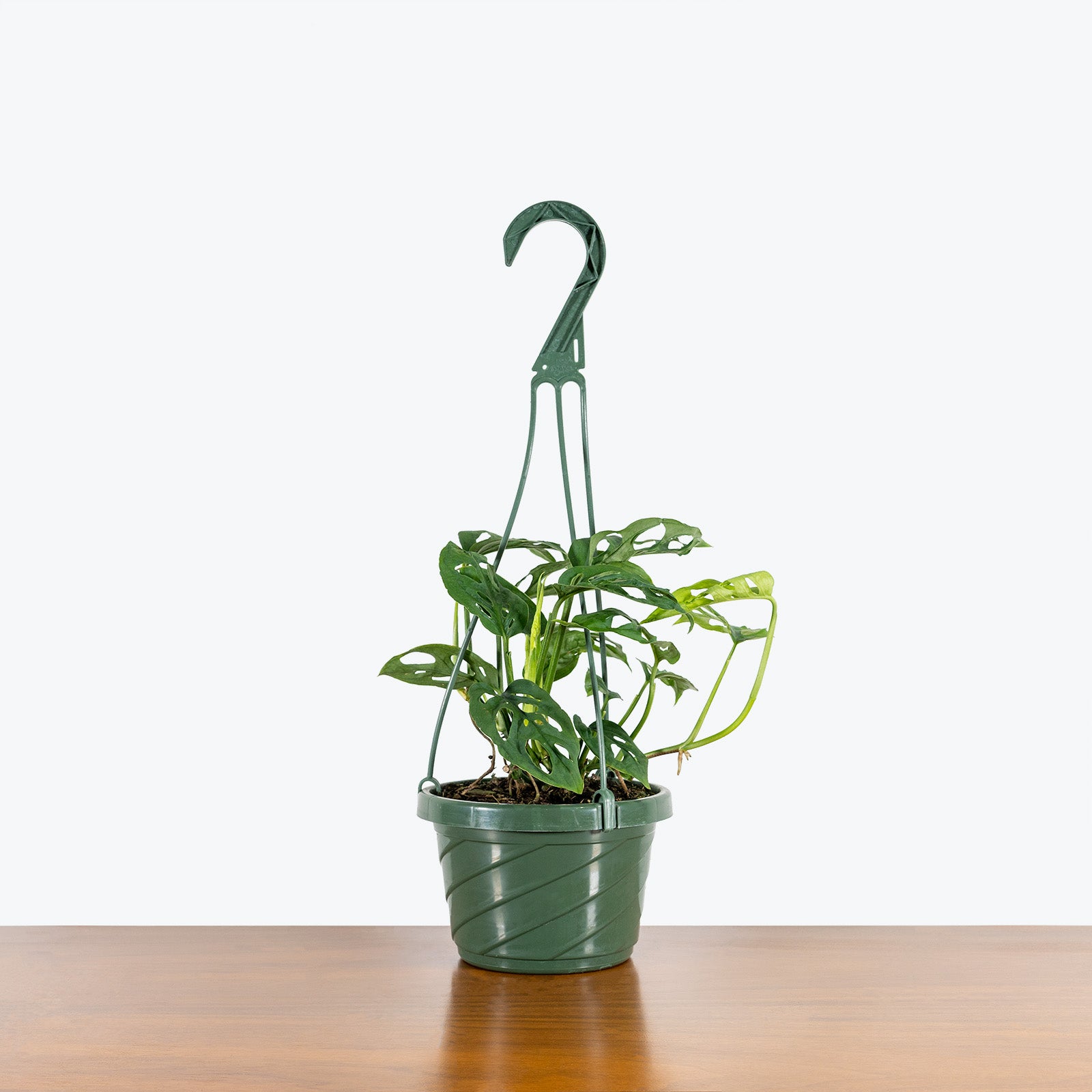 Monstera Adansonii | Care Guide and Pro Tips - Delivery from Toronto across Canada - JOMO Studio