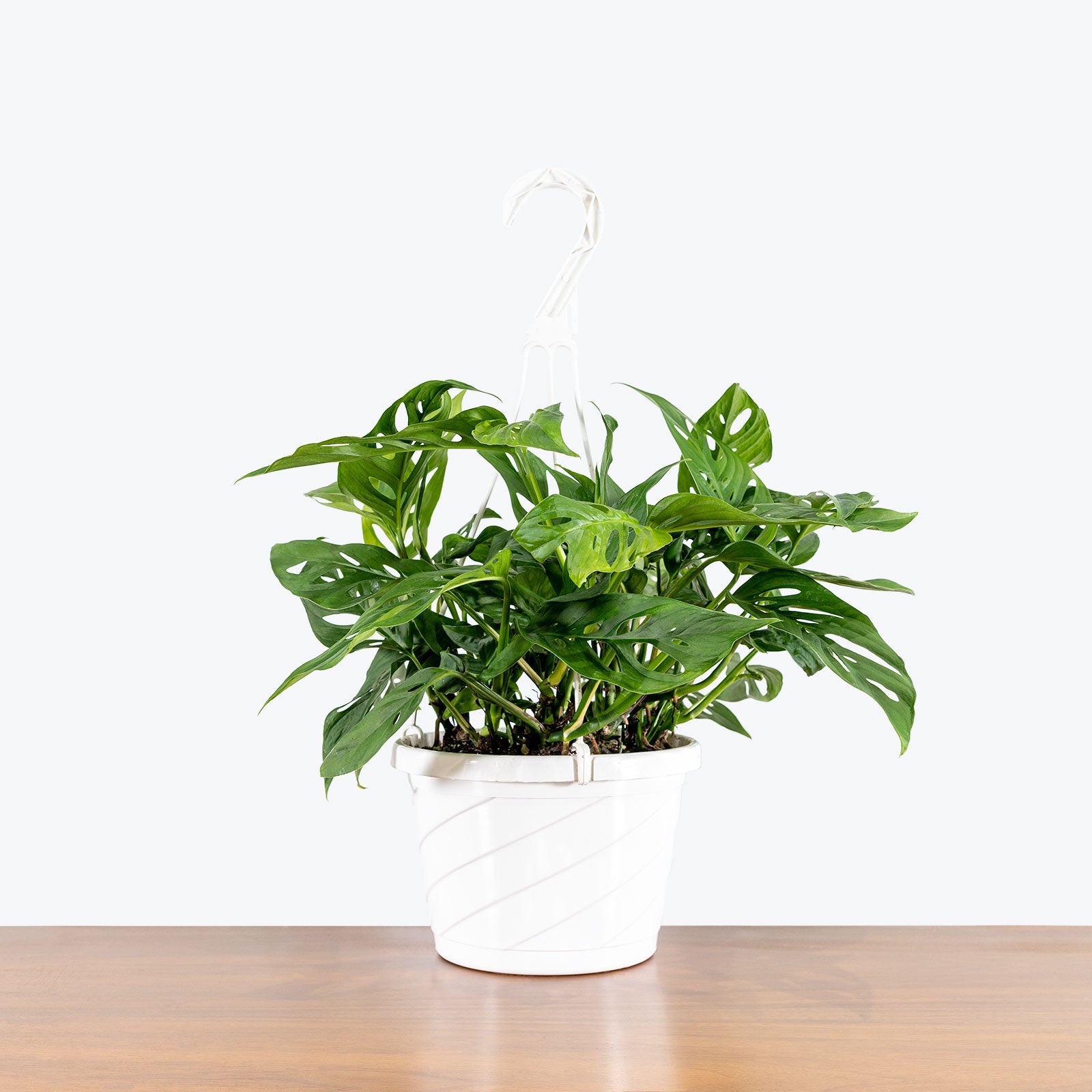 Monstera Adansonii - House Plants Delivery Toronto - JOMO Studio