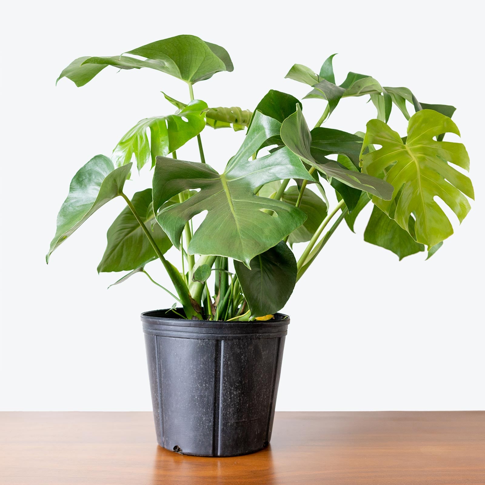 Monstera Deliciosa | Care Guide and Pro Tips - Delivery from Toronto across Canada - JOMO Studio