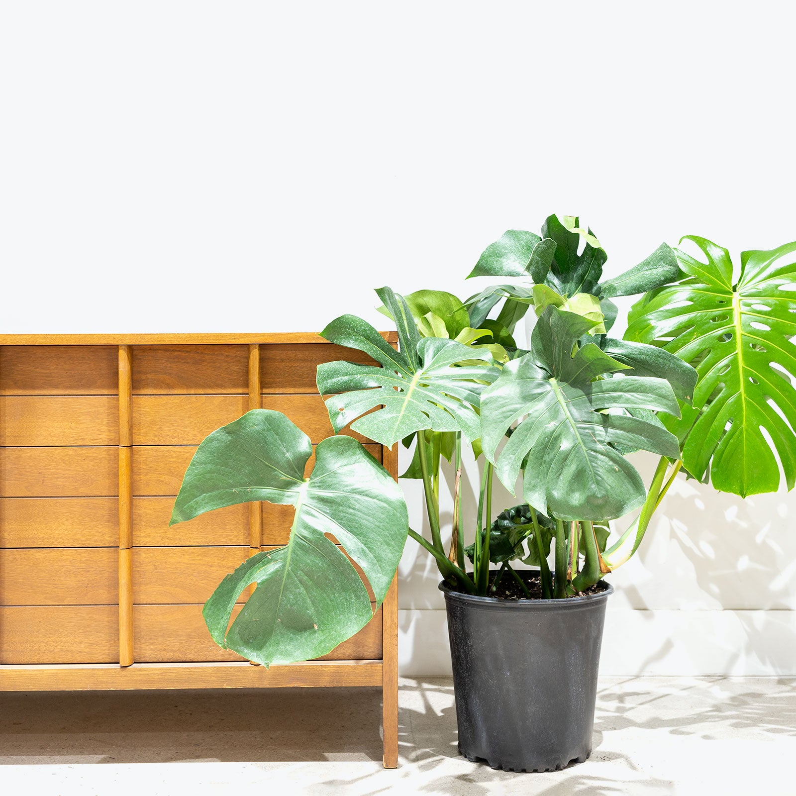 Monstera Deliciosa | Care Guide and Pro Tips - Delivery from Toronto across Canada - JOMO Studio