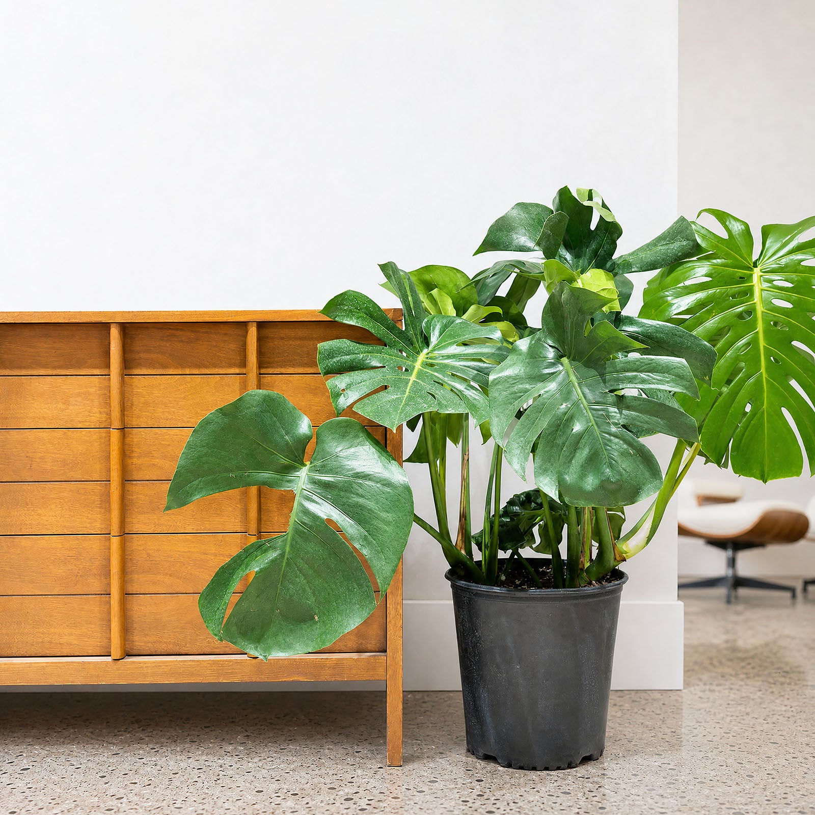 Monstera Deliciosa | Care Guide and Pro Tips - Delivery from Toronto across Canada - JOMO Studio