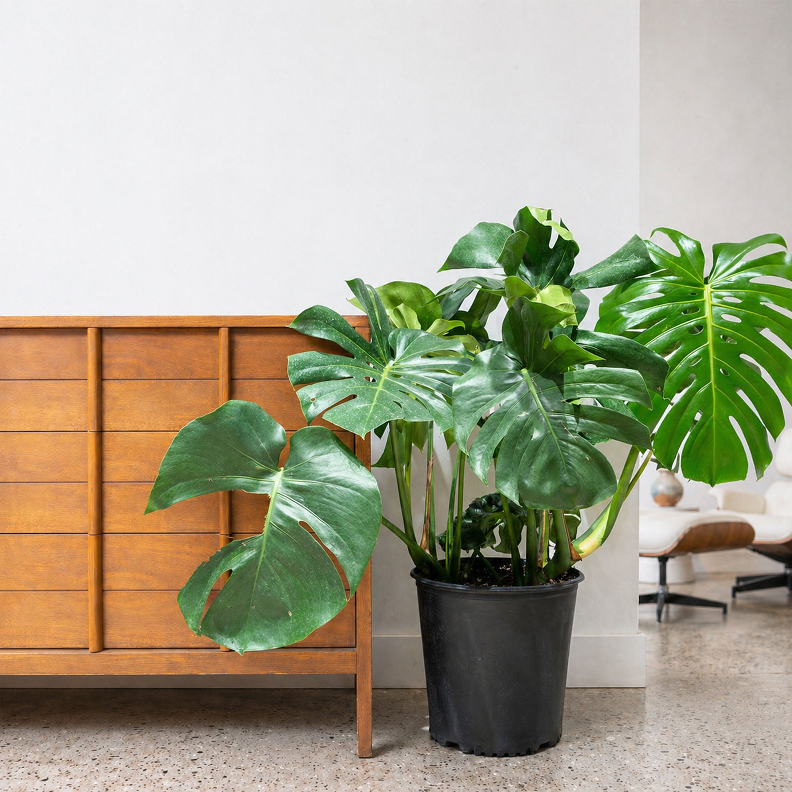 Monstera Deliciosa | Care Guide and Pro Tips - Delivery from Toronto across Canada - JOMO Studio