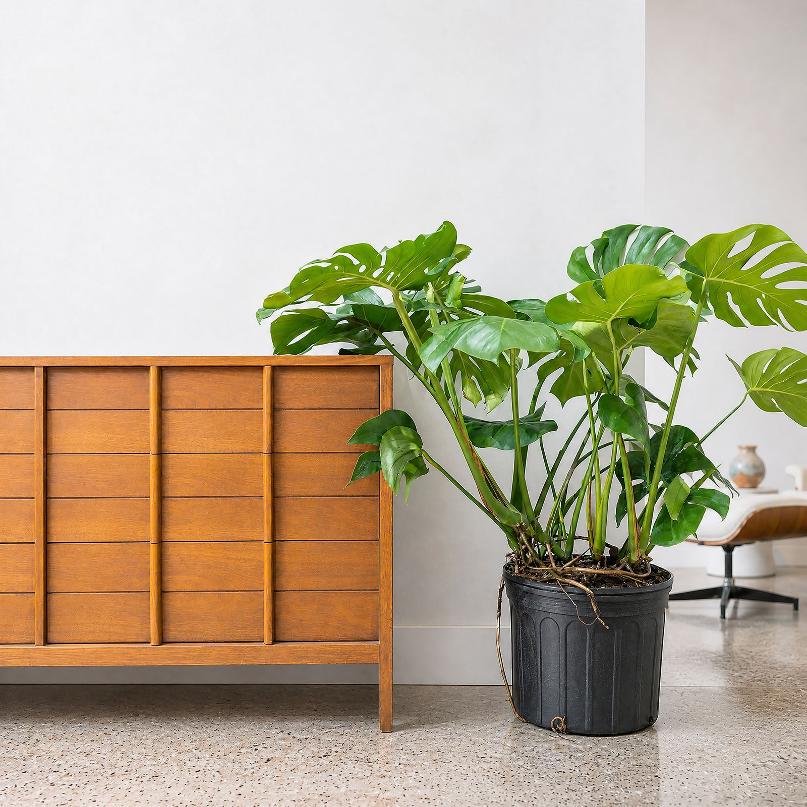 Monstera Deliciosa | Care Guide and Pro Tips - Delivery from Toronto across Canada - JOMO Studio