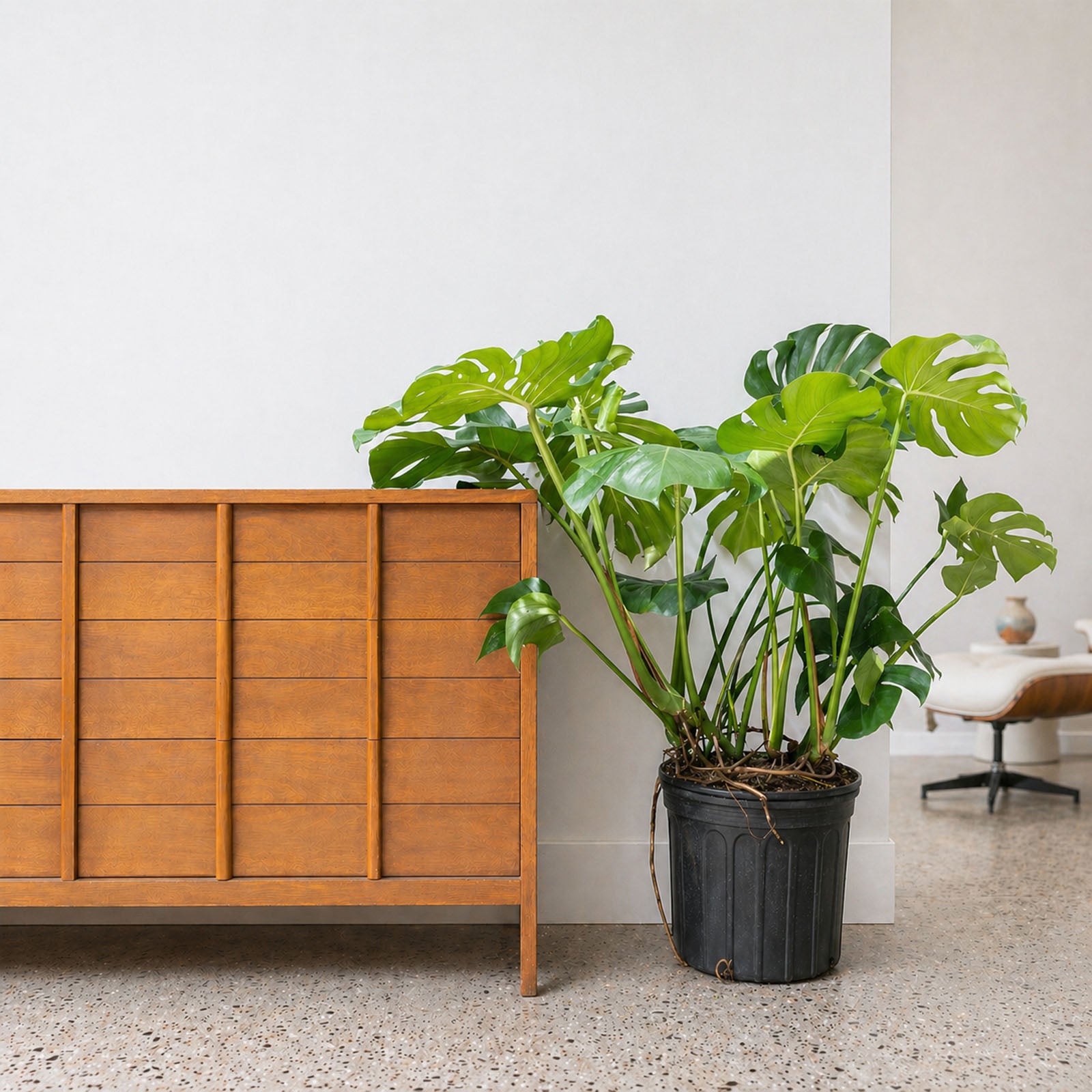 Monstera Deliciosa | Care Guide and Pro Tips - Delivery from Toronto across Canada - JOMO Studio
