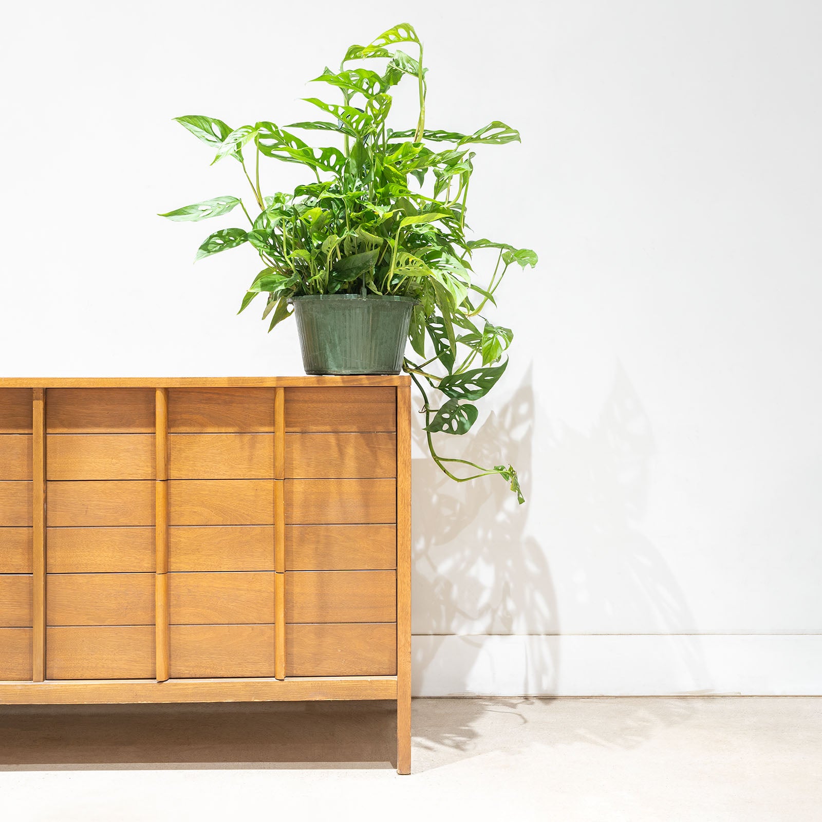 Monstera Laniata - House Plants Delivery Toronto - JOMO Studio