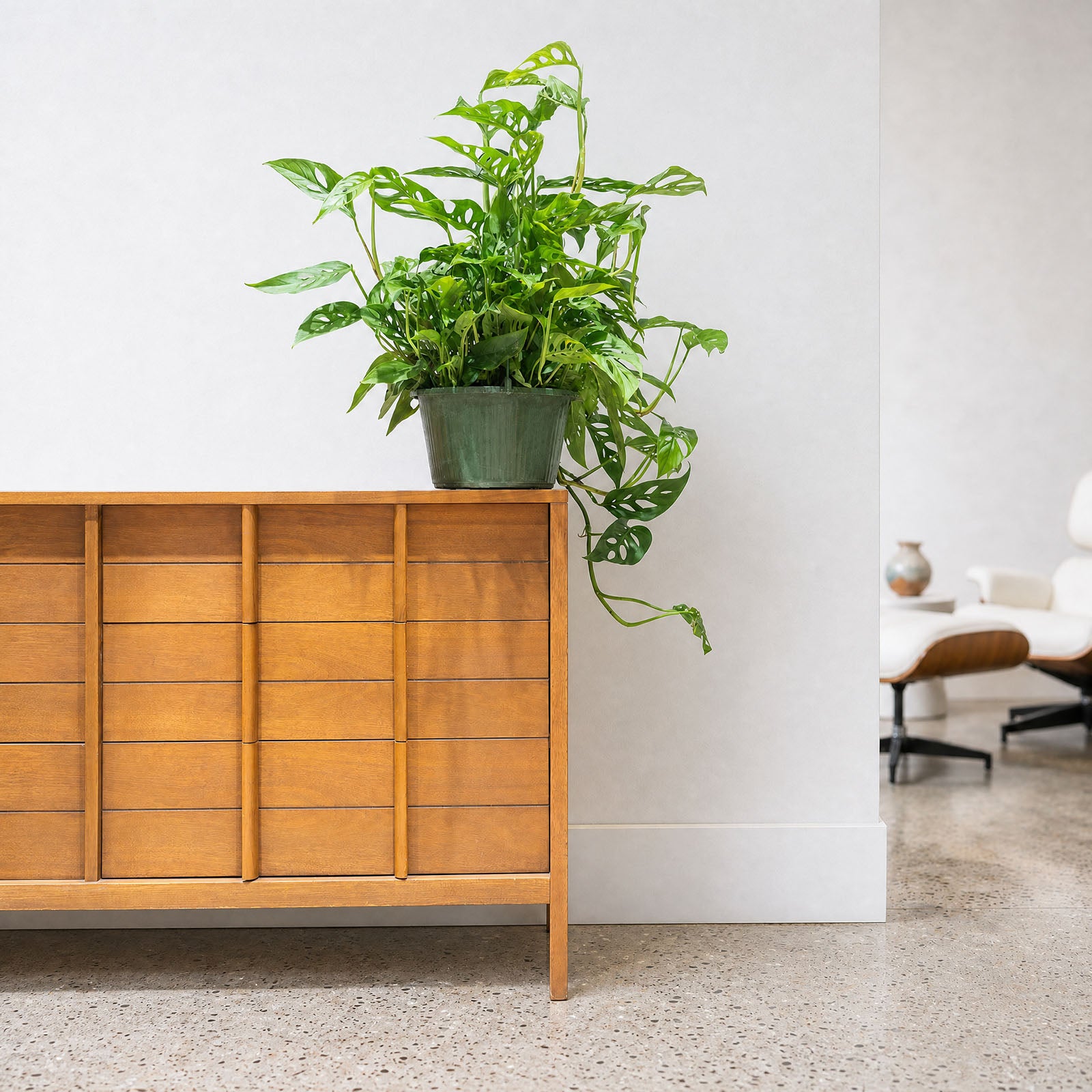 Monstera Laniata - House Plants Delivery Toronto - JOMO Studio