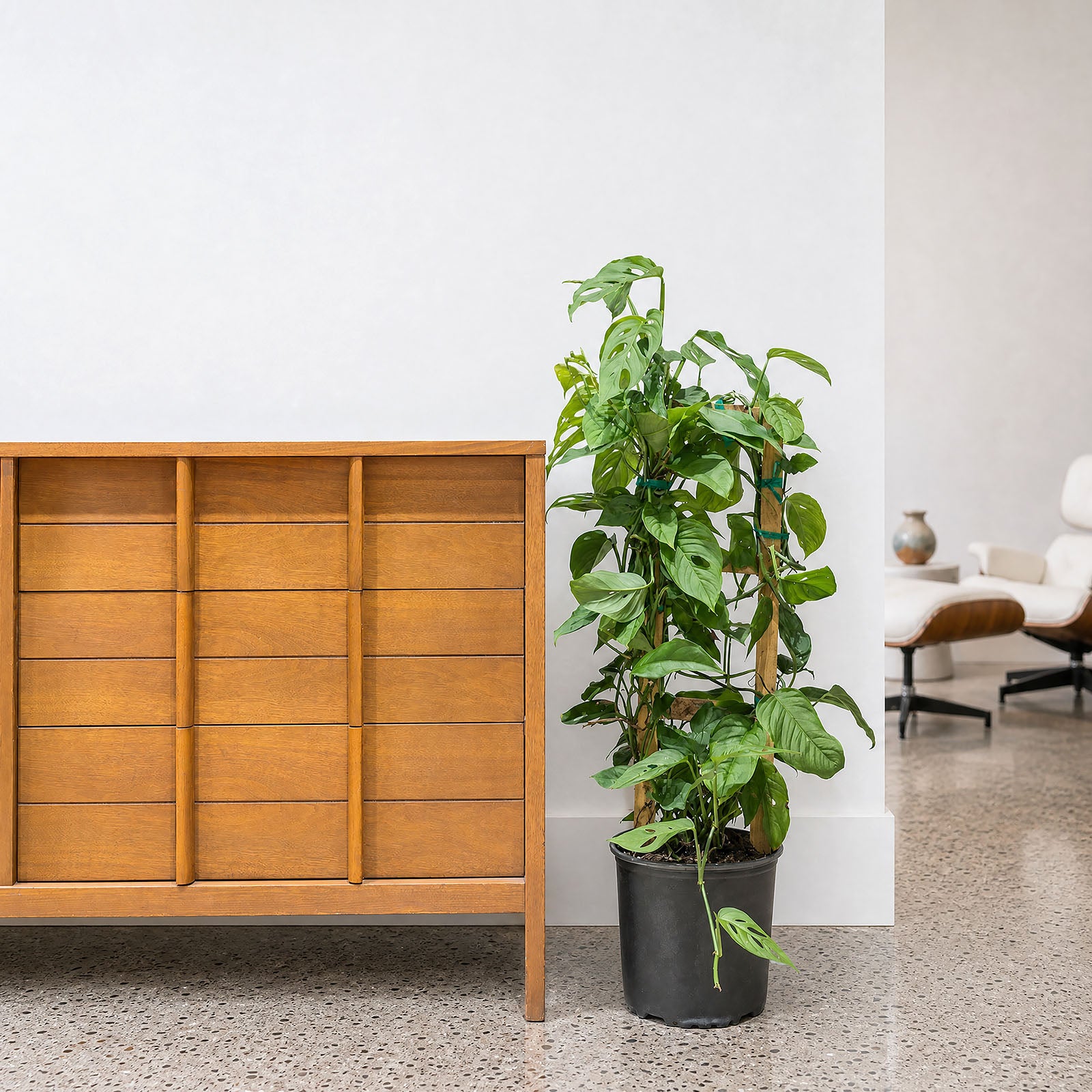 Monstera Laniata - House Plants Delivery Toronto - JOMO Studio