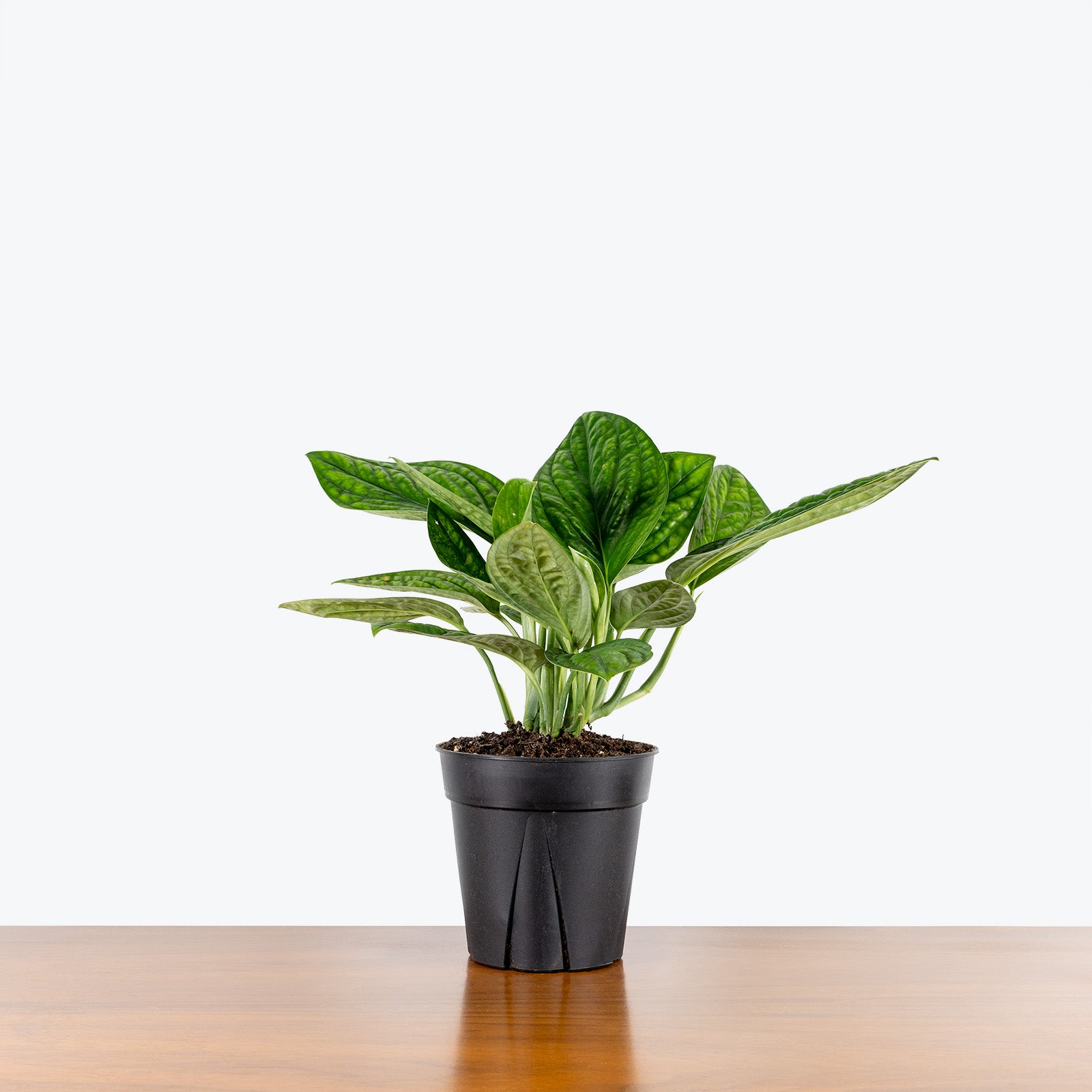 Monstera Peru - House Plants Delivery Toronto - JOMO Studio