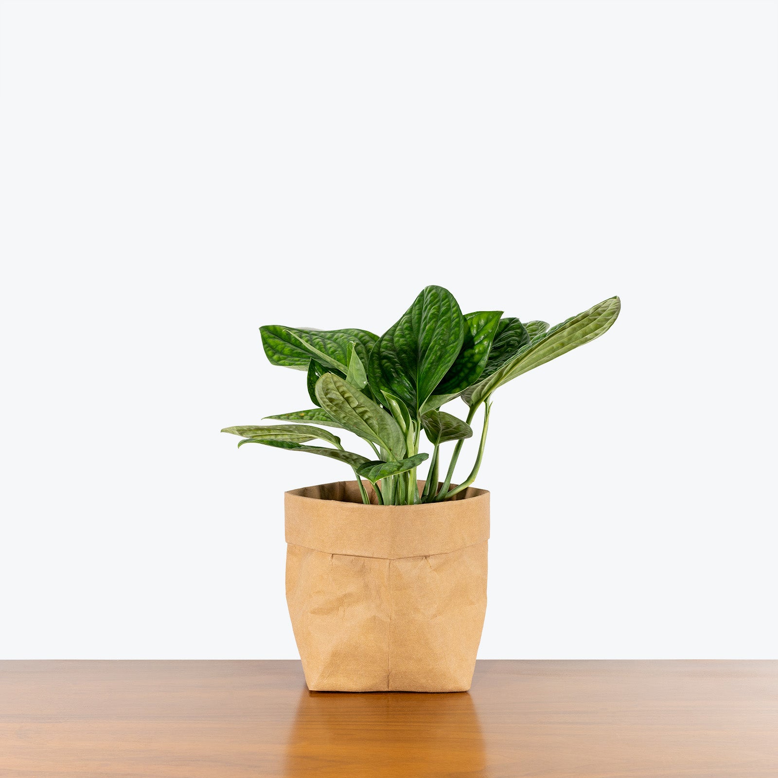 Monstera Peru | Care Guide and Pro Tips - Delivery from Toronto across Canada - JOMO Studio