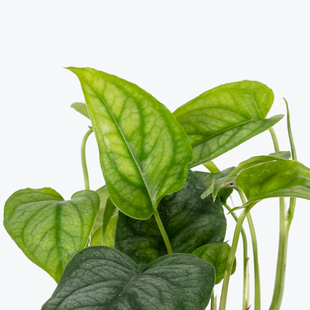 Monstera Siltepecana - House Plants Delivery Toronto - JOMO Studio