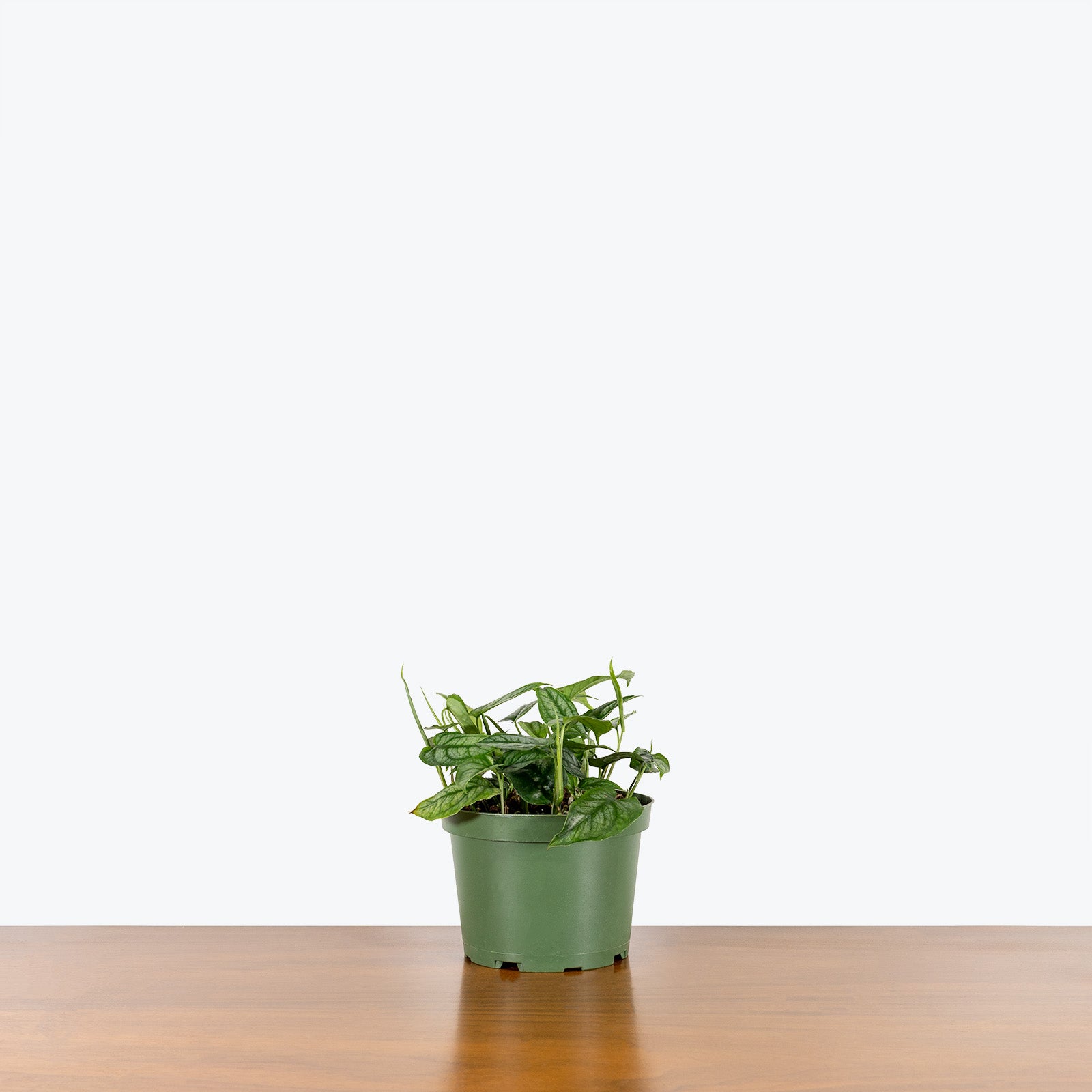 Monstera Siltepecana | Care Guide and Pro Tips - Delivery from Toronto across Canada - JOMO Studio