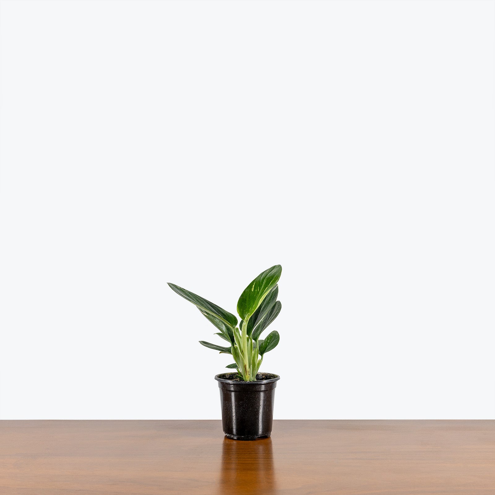 Monstera Standleyana - House Plants Delivery Toronto - JOMO Studio