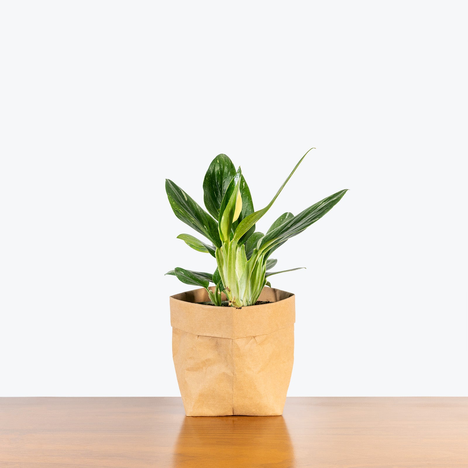 Monstera Standleyana - House Plants Delivery Toronto - JOMO Studio