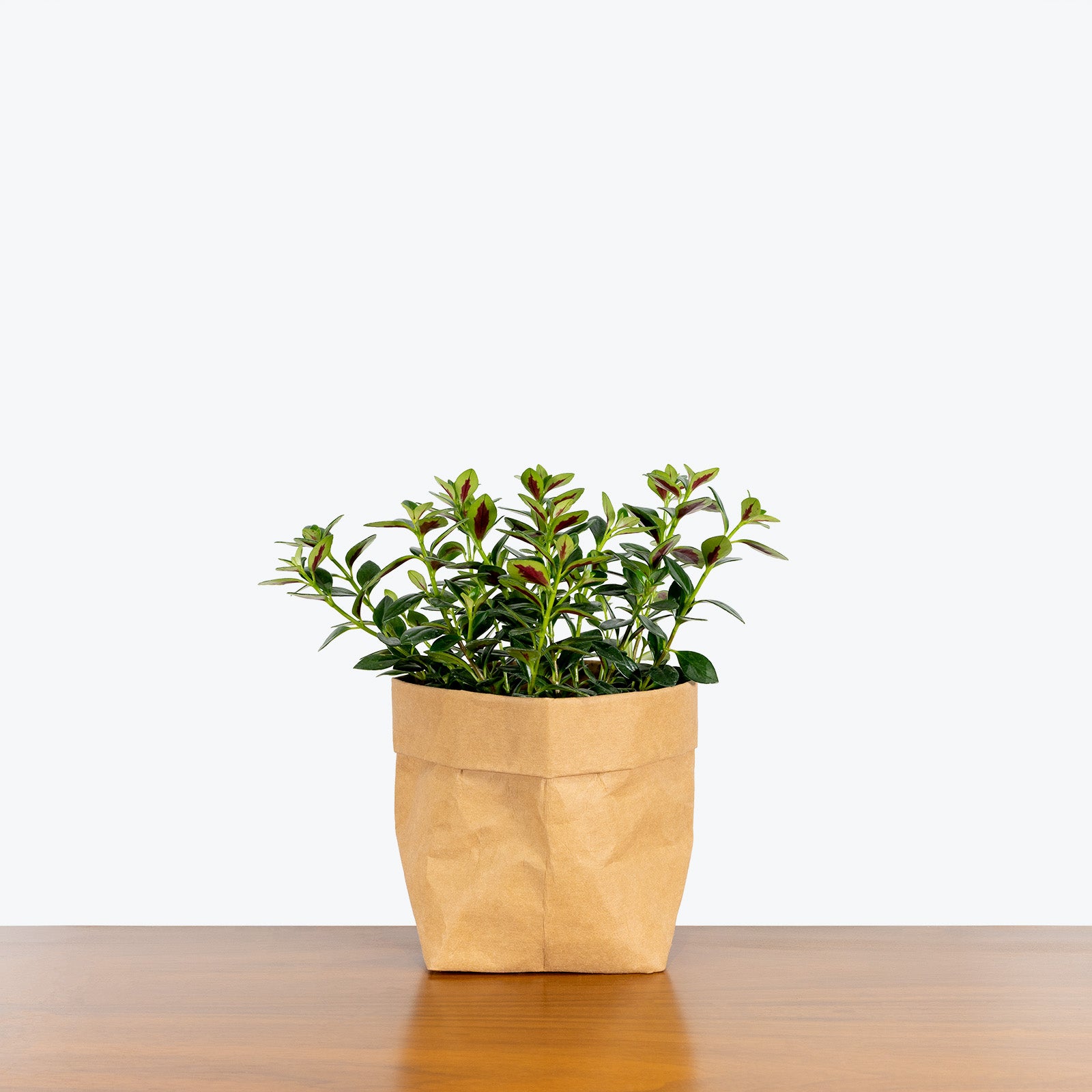 Nematanthus Marlene - House Plants Delivery Toronto - JOMO Studio