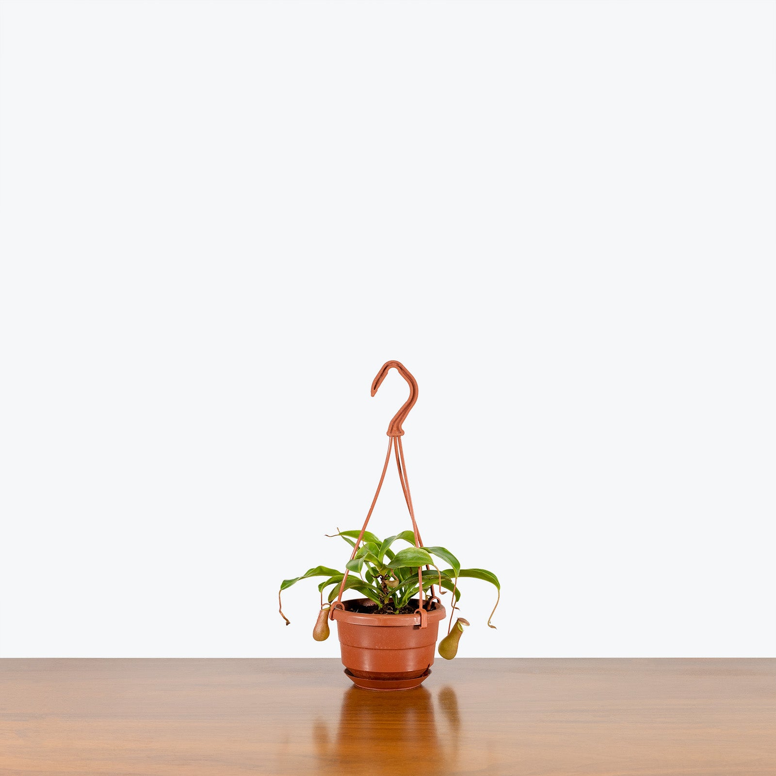 Nepenthes Pitcher Plant | Care Guide and Pro Tips - Delivery from Toronto across Canada - JOMO Studio