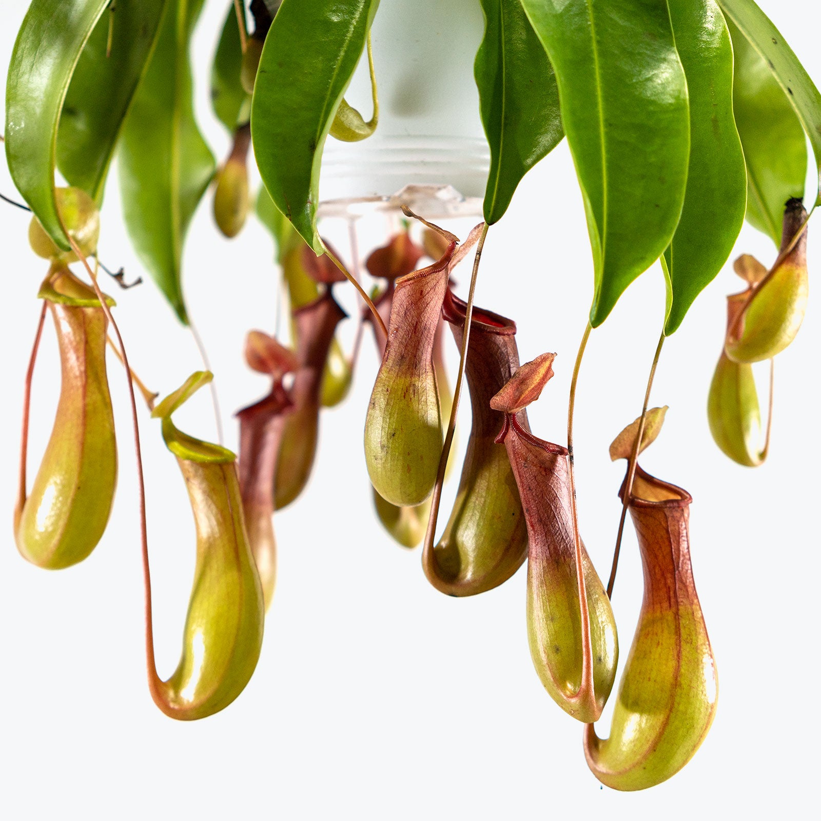 Nepenthes Pitcher Plant | Care Guide and Pro Tips - Delivery from Toronto across Canada - JOMO Studio