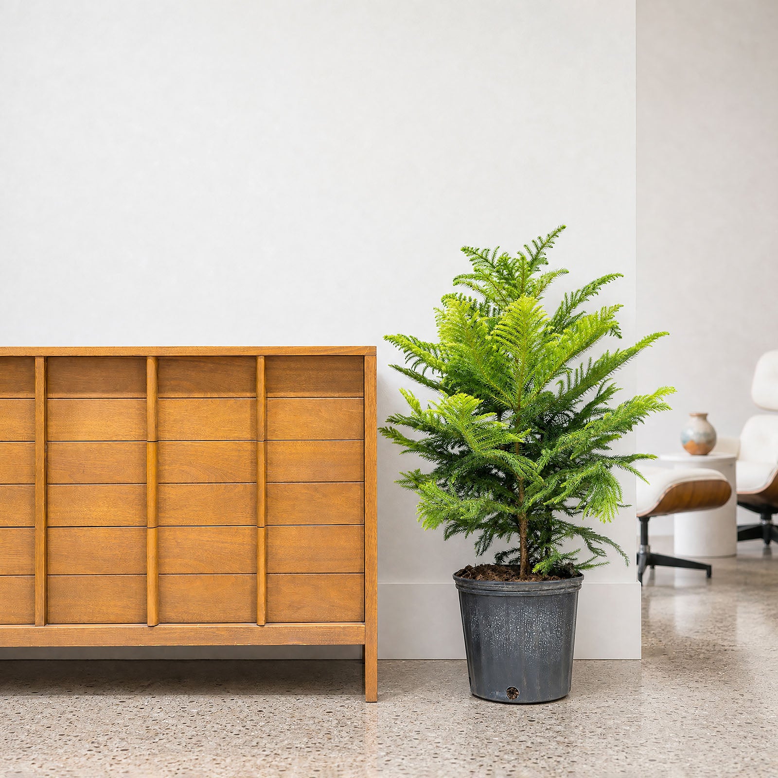 Norfolk Island Pine | Christmas Tree Alternative | Care Guide and Pro Tips - Delivery from Toronto across Canada - JOMO Studio