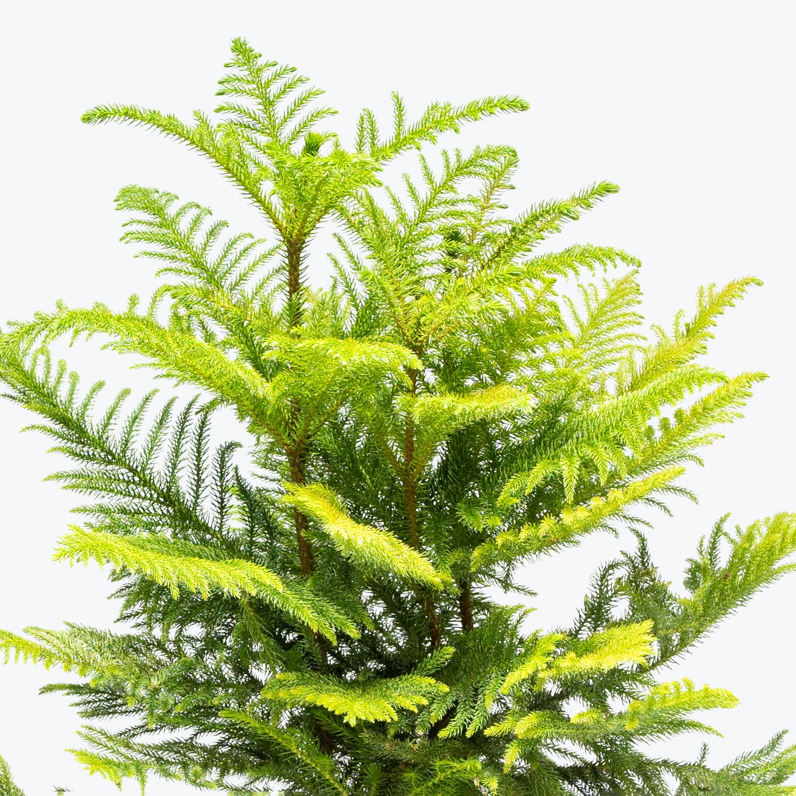 Norfolk Island Pine | Christmas Tree Alternative | Care Guide and Pro Tips - Delivery from Toronto across Canada - JOMO Studio