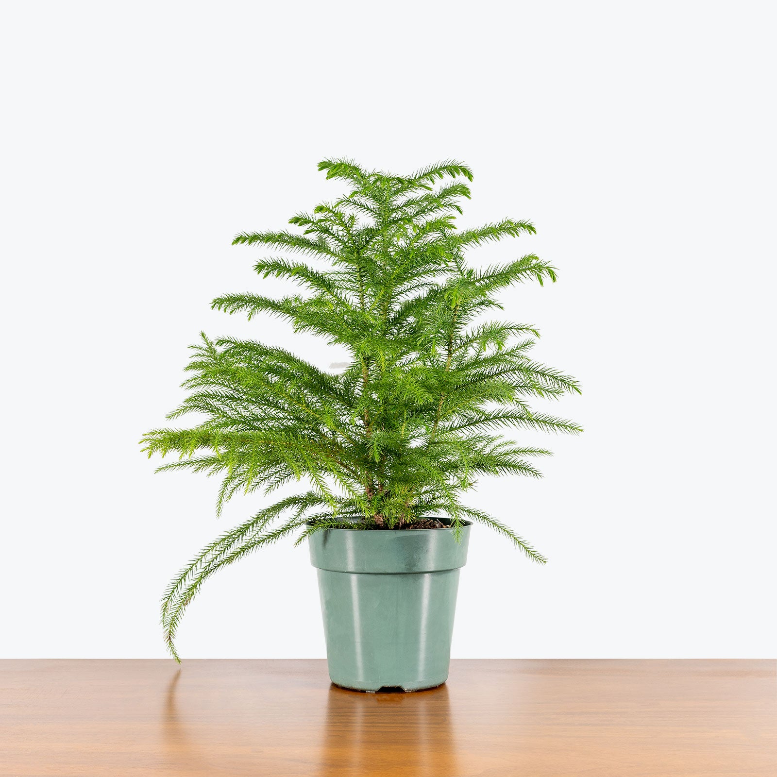 Norfolk Island Pine | Christmas Tree Alternative | Care Guide and Pro Tips - Delivery from Toronto across Canada - JOMO Studio