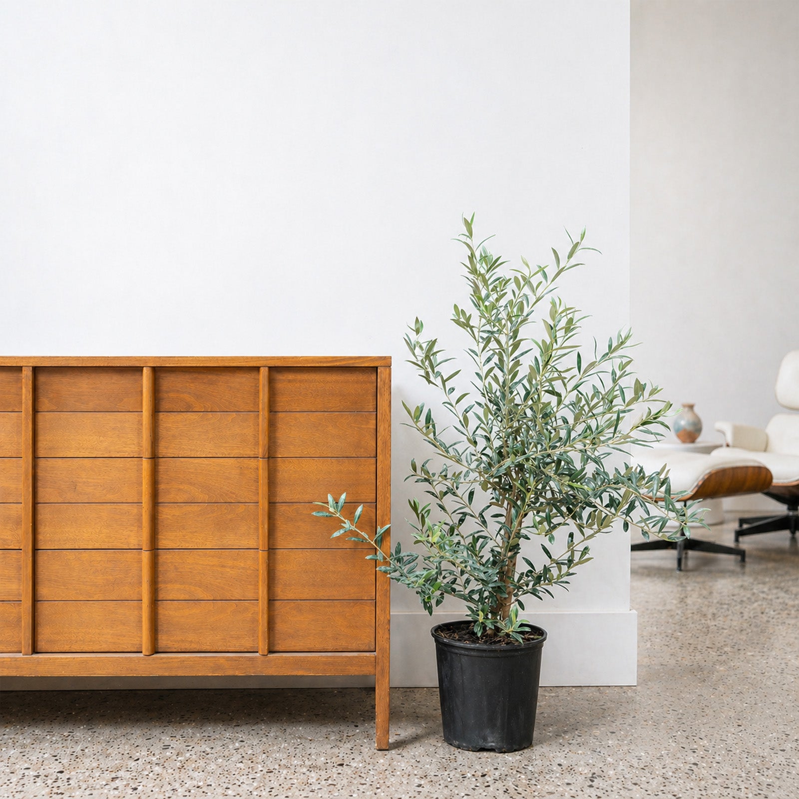 Olive Tree | Olea Europaea | Care Guide and Pro Tips - Delivery from Toronto across Canada - JOMO Studio