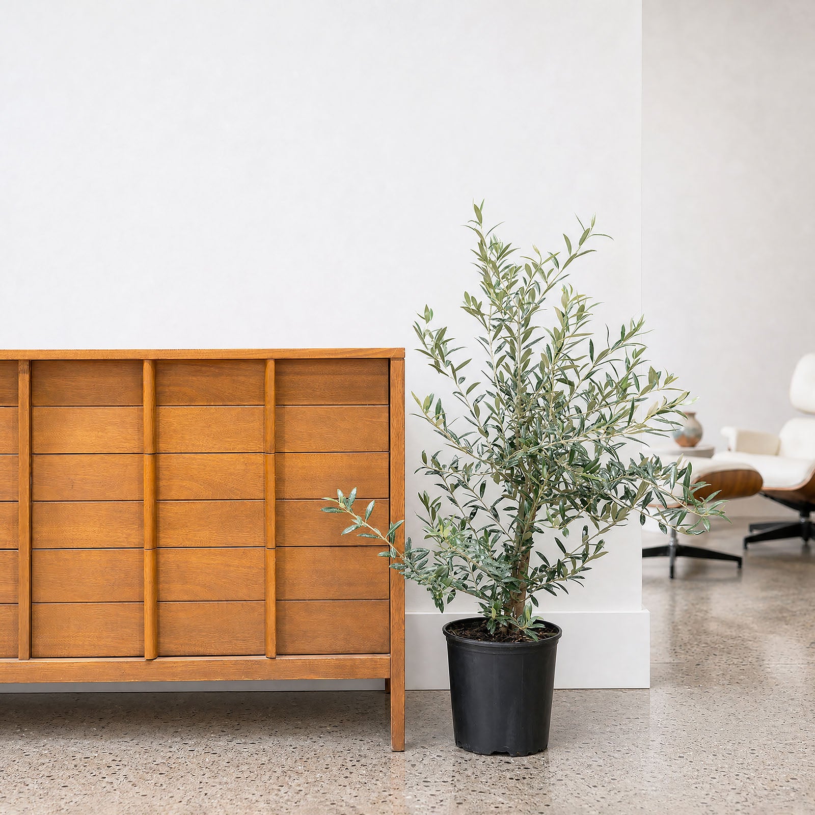 Olive Tree | Olea Europaea | Care Guide and Pro Tips - Delivery from Toronto across Canada - JOMO Studio