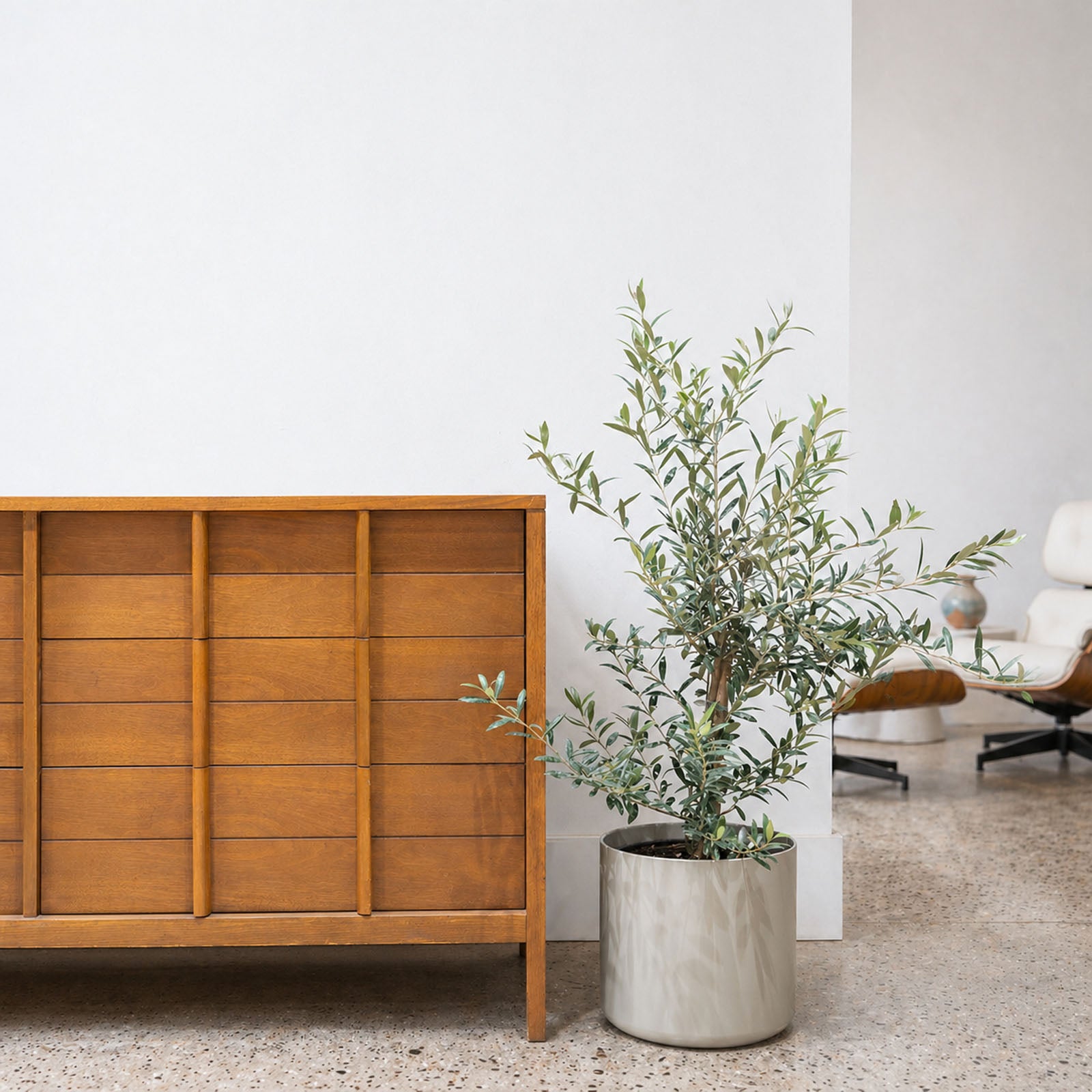 Olive Tree | Olea Europaea | Care Guide and Pro Tips - Delivery from Toronto across Canada - JOMO Studio