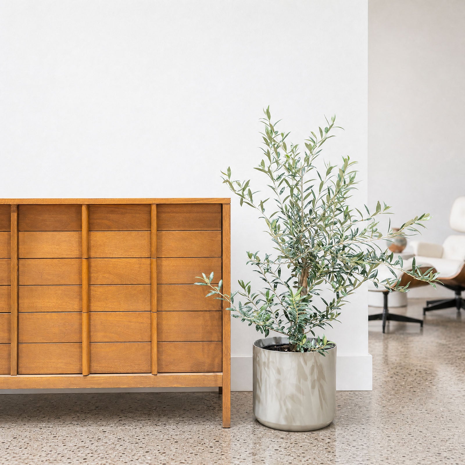 Olive Tree | Olea Europaea | Care Guide and Pro Tips - Delivery from Toronto across Canada - JOMO Studio