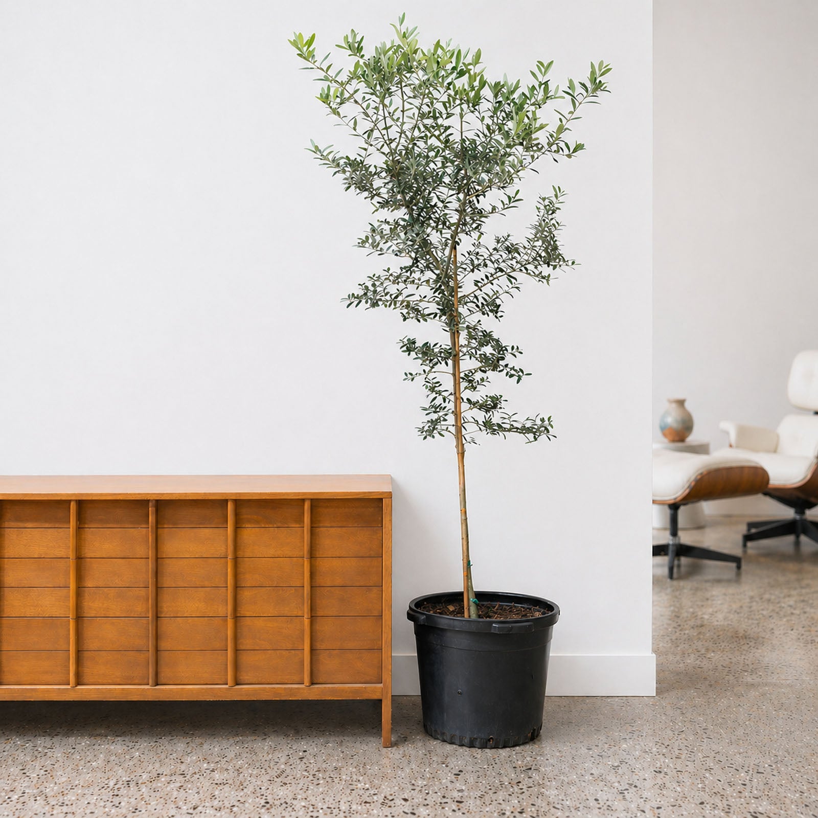 Olive Tree | Olea Europaea | Care Guide and Pro Tips - Delivery from Toronto across Canada - JOMO Studio