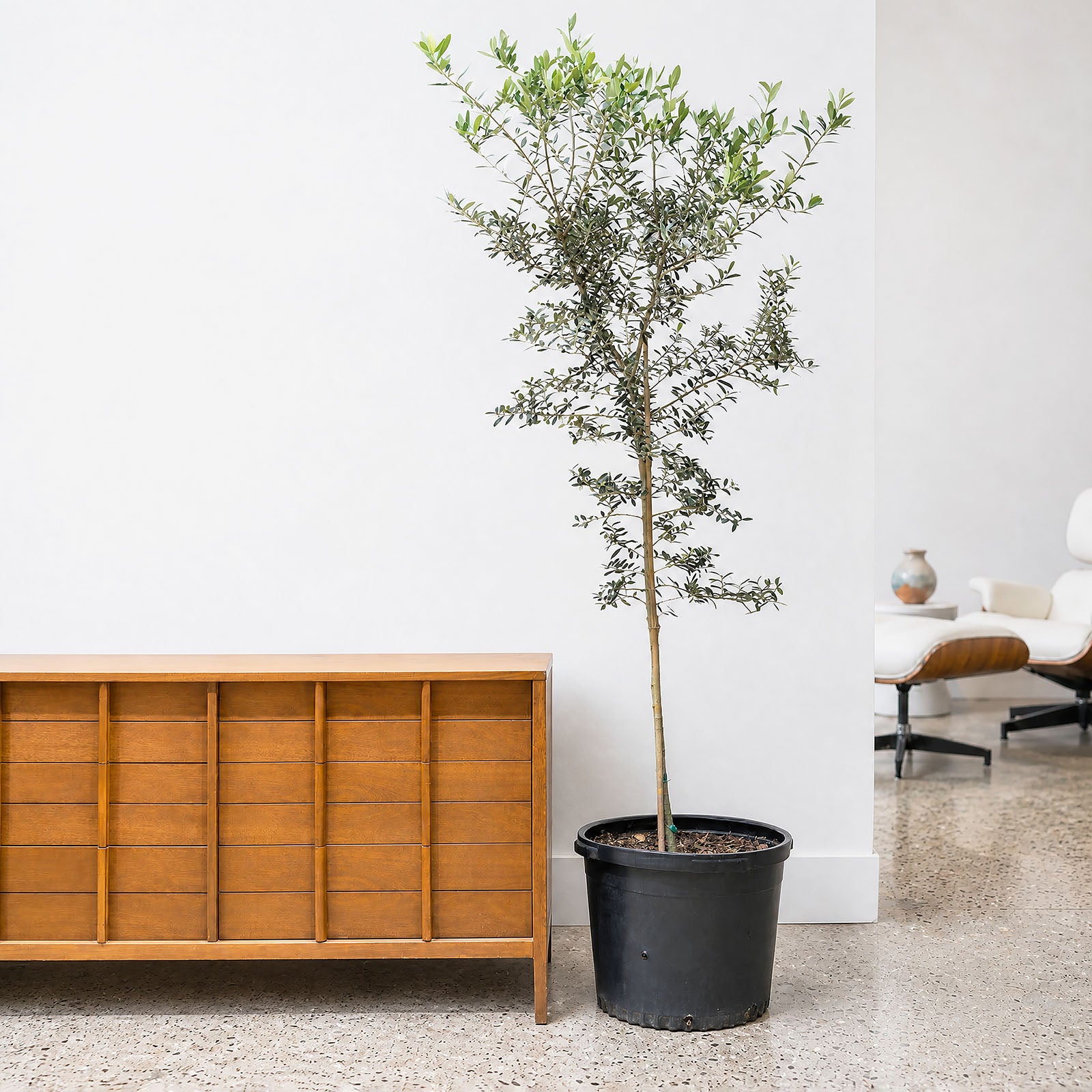 Olive Tree | Olea Europaea | Care Guide and Pro Tips - Delivery from Toronto across Canada - JOMO Studio