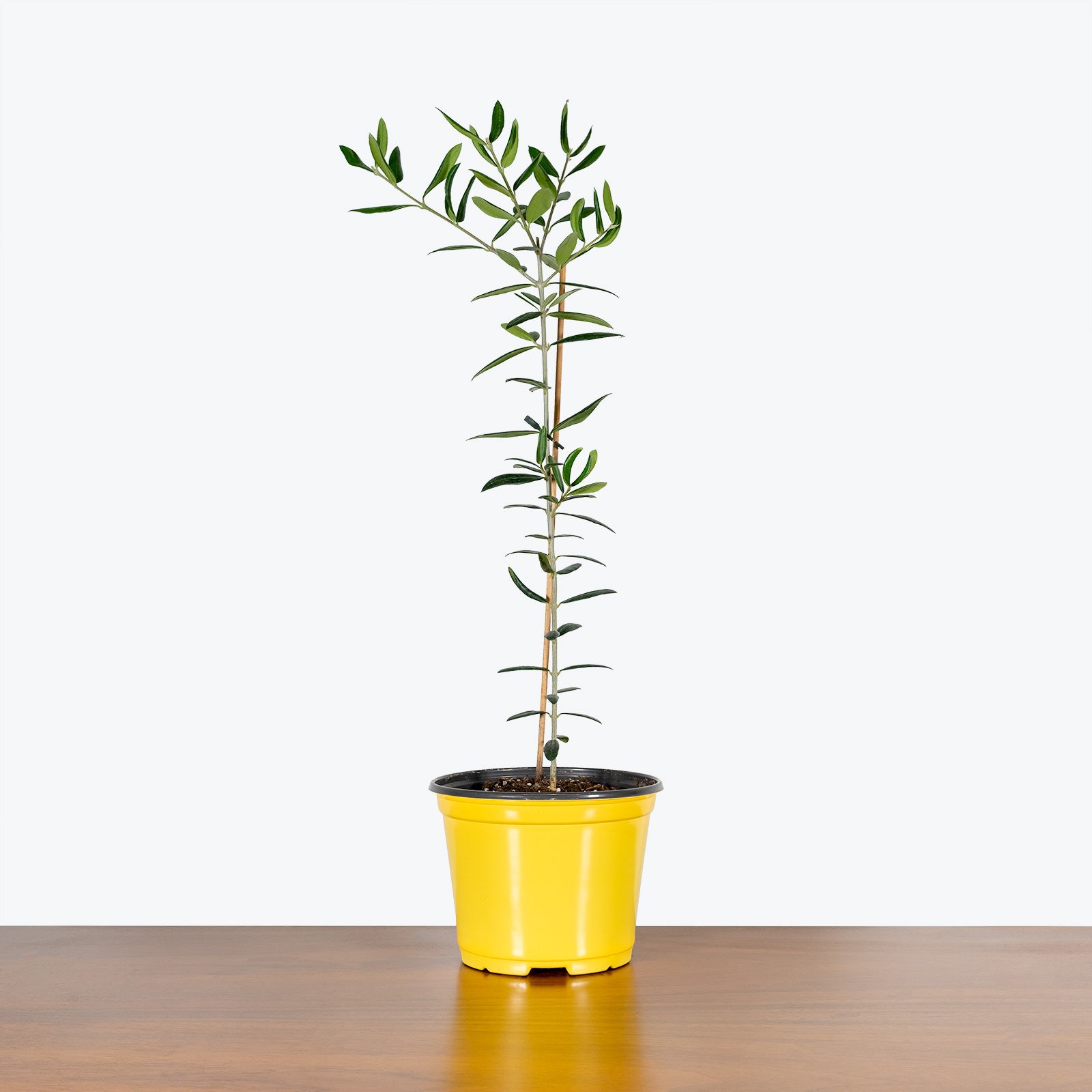 Olive Tree | Olea Europaea | Care Guide and Pro Tips - Delivery from Toronto across Canada - JOMO Studio