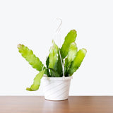 Orchid Cactus — 8" Hanging Basket - Yellow Flower