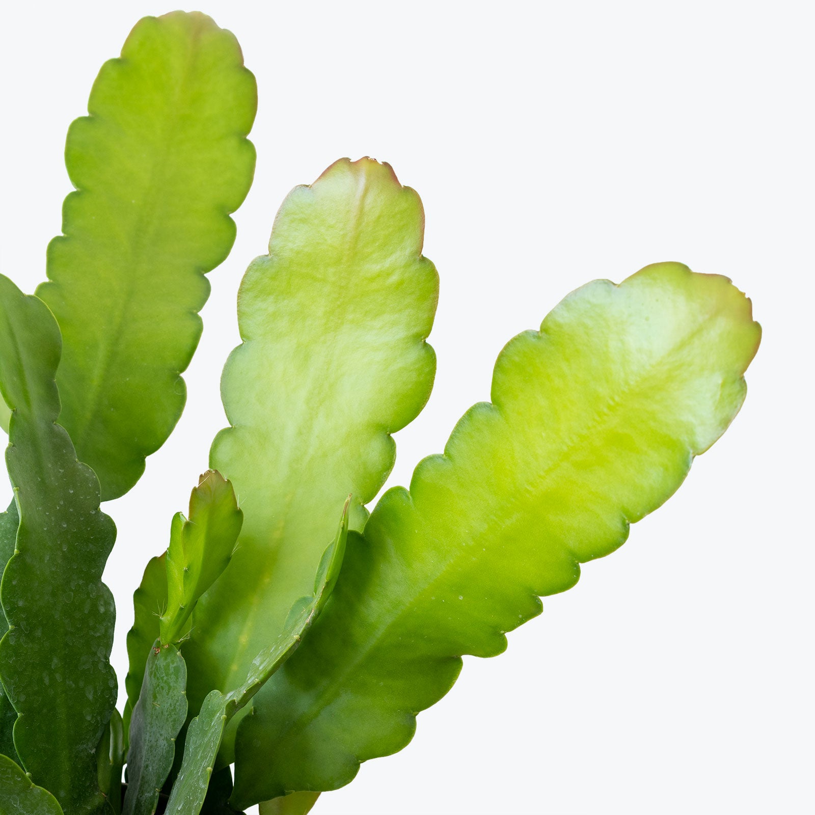 Orchid Cactus | Epiphyllum | Care Guide and Pro Tips - Delivery from Toronto across Canada - JOMO Studio