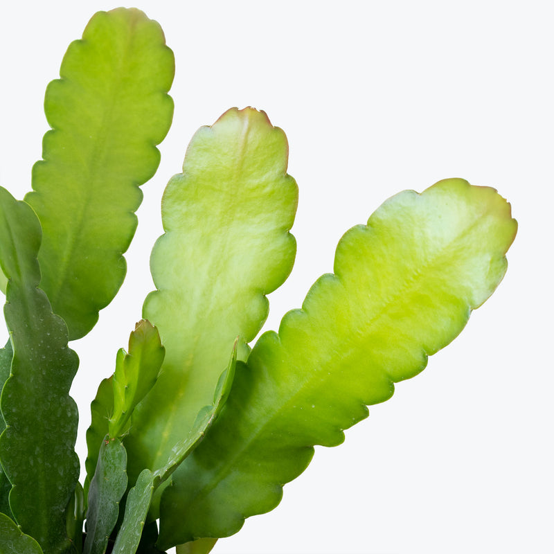 Orchid Cactus | Epiphyllum | Care Guide and Pro Tips - Delivery from Toronto across Canada - JOMO Studio