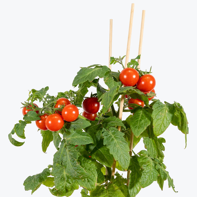 Organic Cherry Tomato - House Plants Delivery Toronto - JOMO Studio