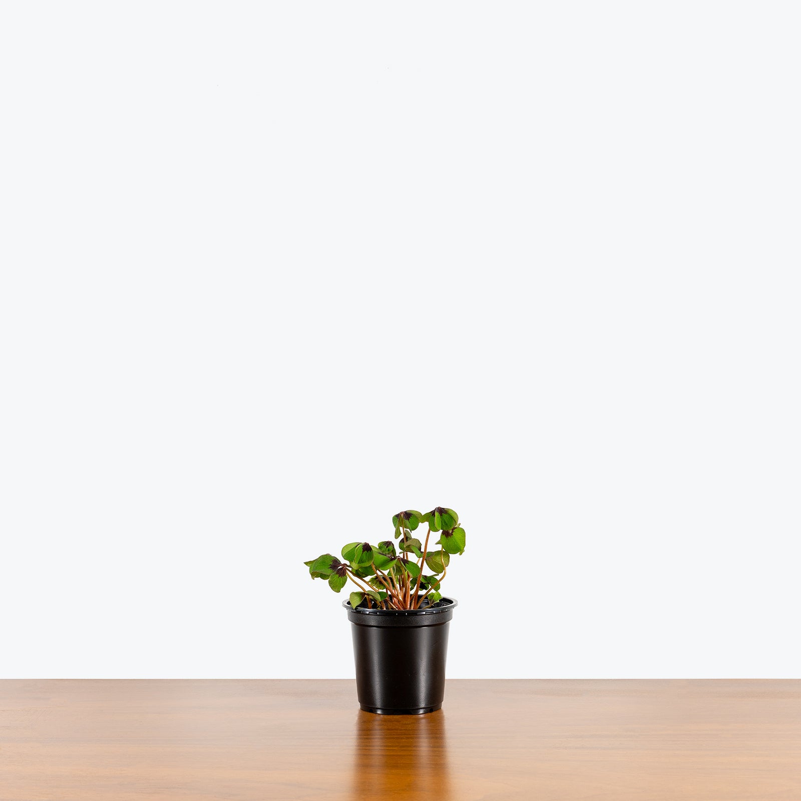 Oxalis | Shamrock Plant | Care Guide and Pro Tips - Delivery from Toronto across Canada - JOMO Studio