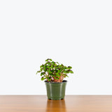 Oxalis Triangularis — 6" Pot - Iron Cross