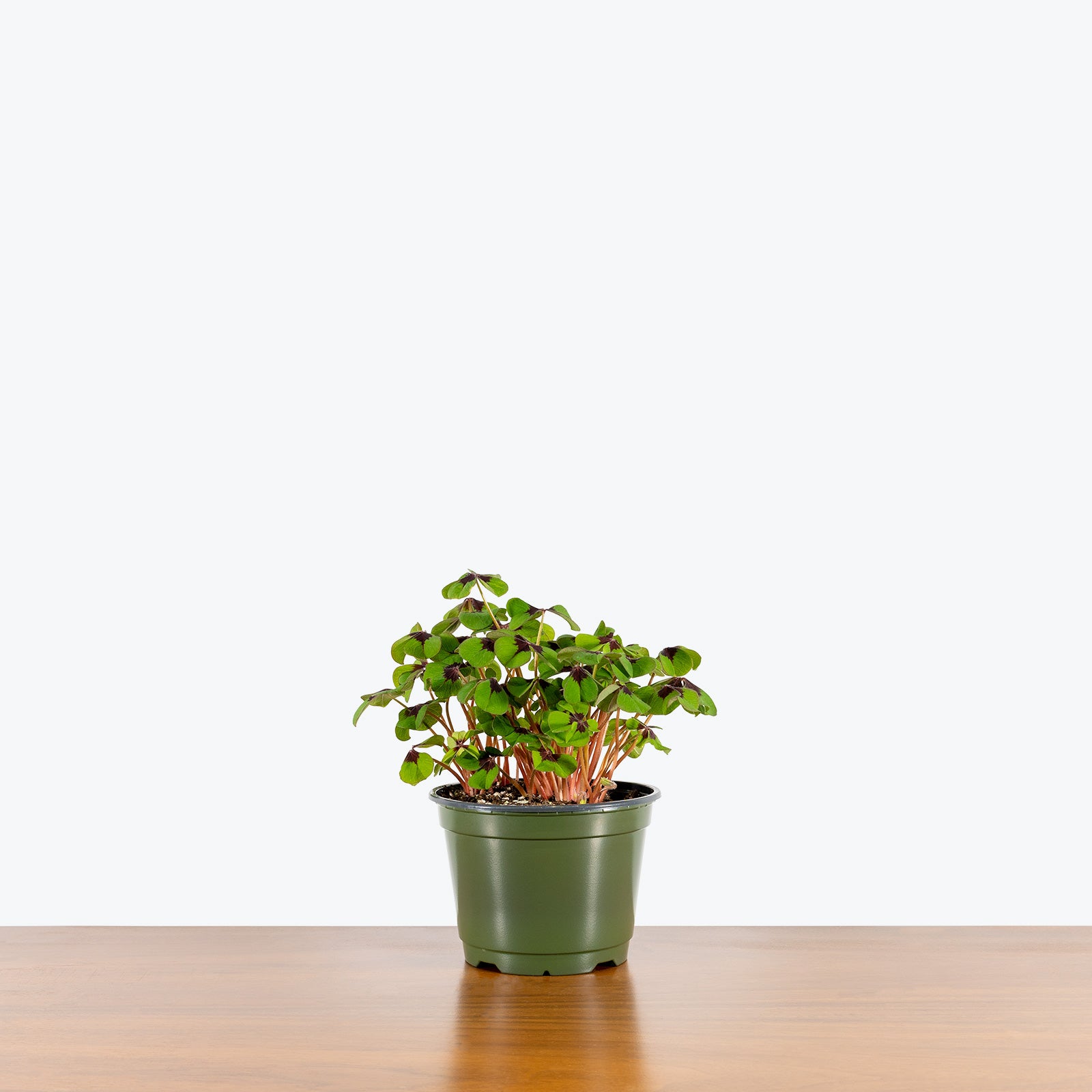Oxalis | Shamrock Plant | Care Guide and Pro Tips - Delivery from Toronto across Canada - JOMO Studio