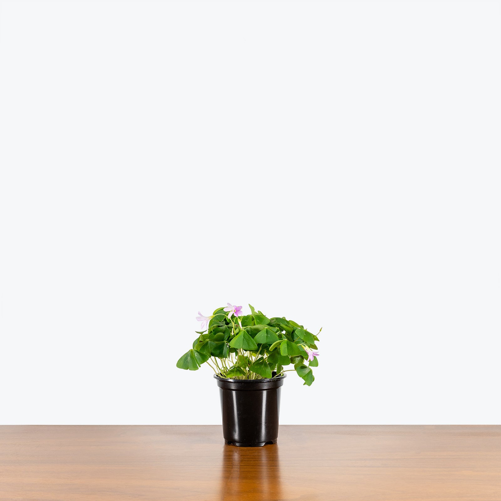 Oxalis | Shamrock Plant | Care Guide and Pro Tips - Delivery from Toronto across Canada - JOMO Studio