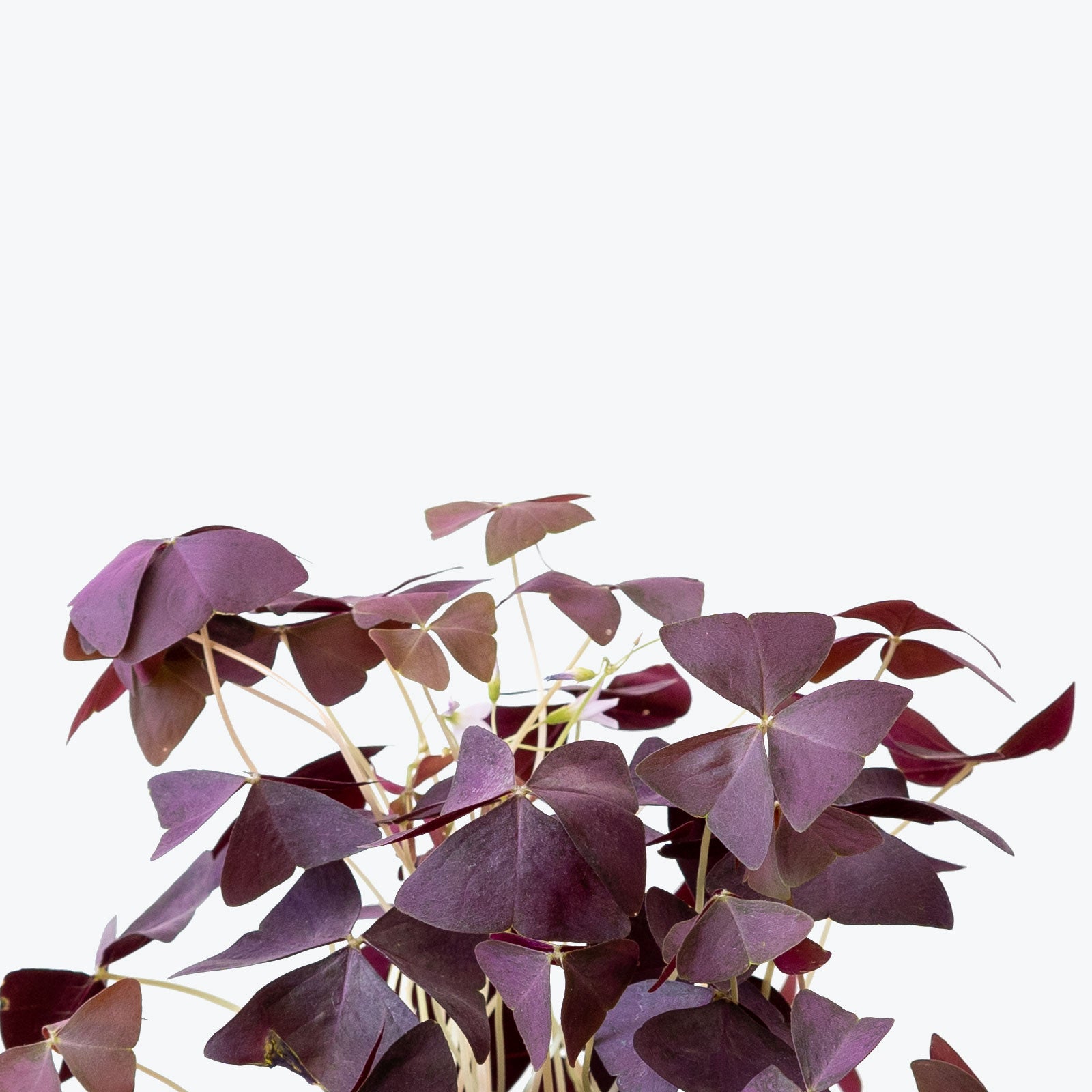 Oxalis Triangularis Purple - House Plants Delivery Toronto - JOMO Studio