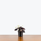 Oxalis Triangularis — 4" Pot - Purple