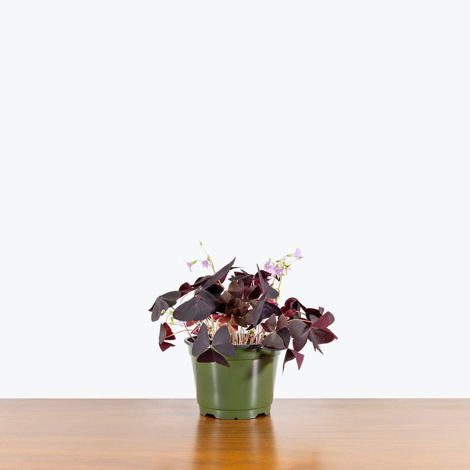 Oxalis Triangularis | Shamrock Plant | Care Guide and Pro Tips - Delivery from Toronto across Canada - JOMO Studio