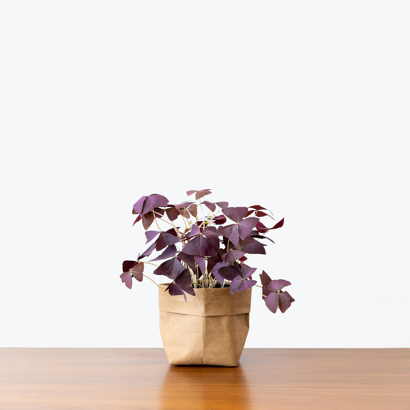 Oxalis Triangularis | Shamrock Plant | Care Guide and Pro Tips - Delivery from Toronto across Canada - JOMO Studio