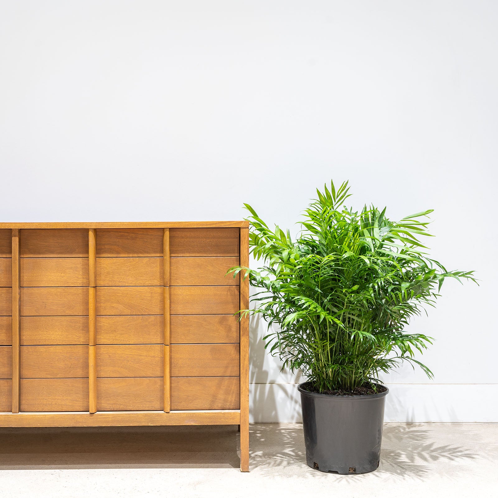 Parlor Palm - House Plants Delivery Toronto - JOMO Studio