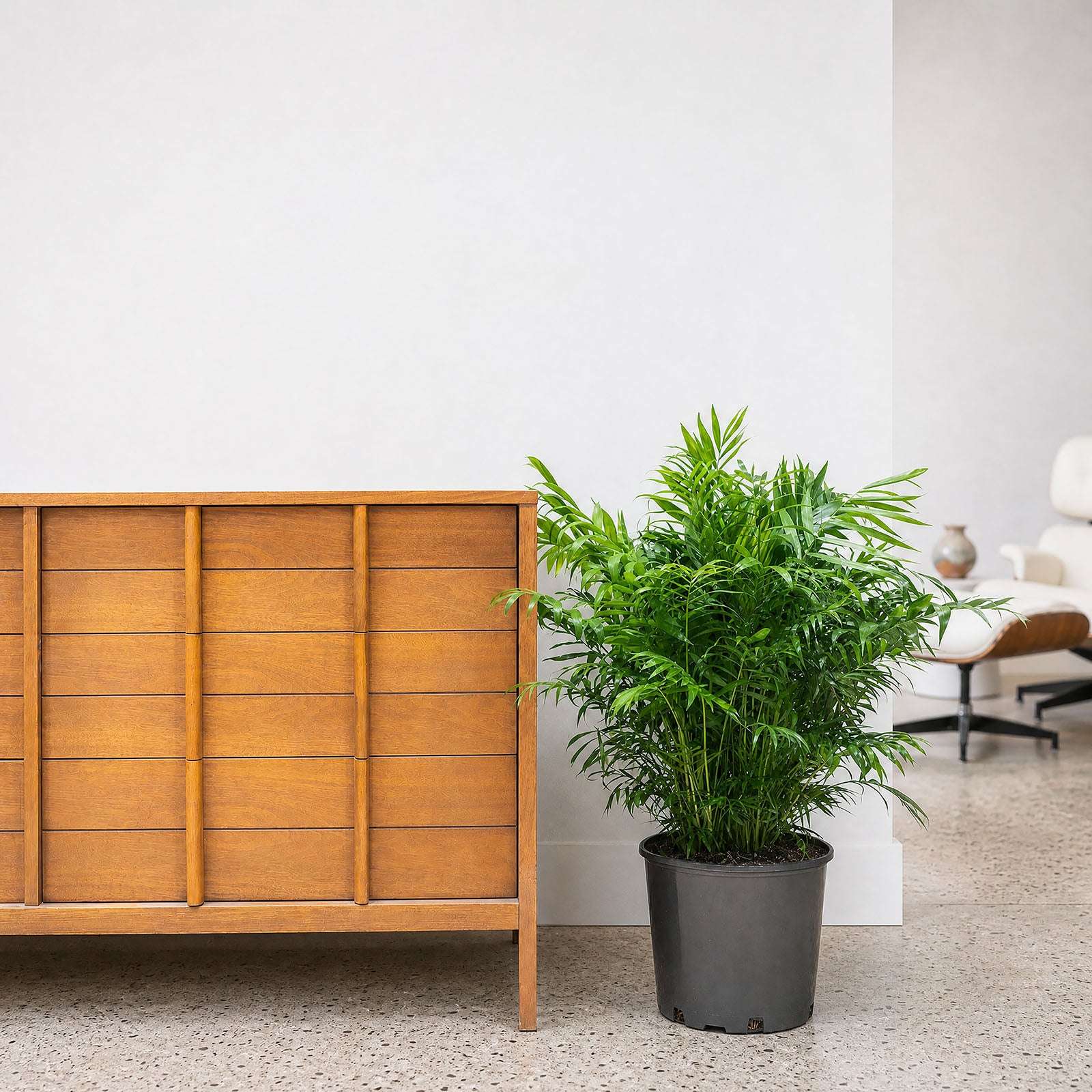 Parlor Palm - House Plants Delivery Toronto - JOMO Studio