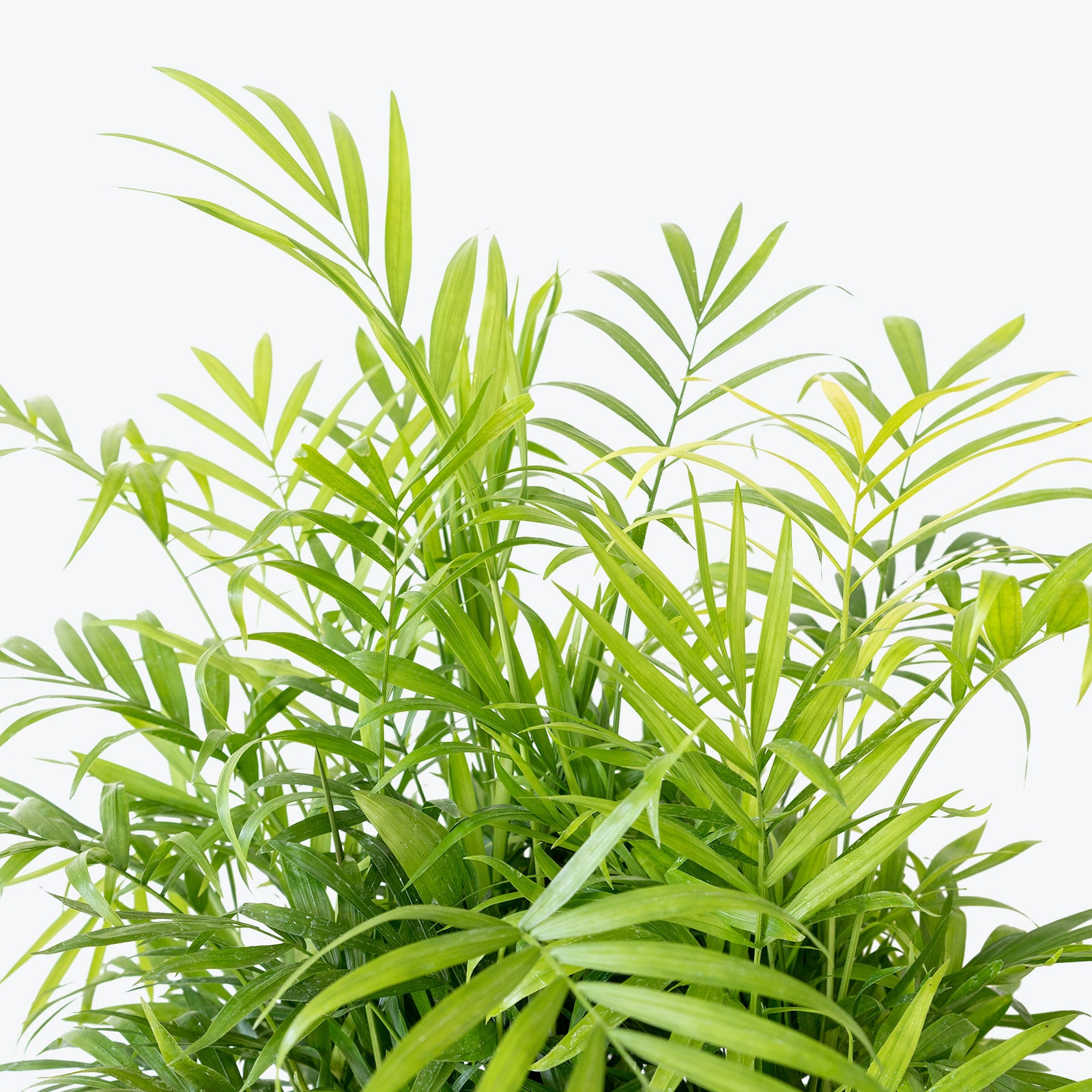 Parlor Palm - House Plants Delivery Toronto - JOMO Studio