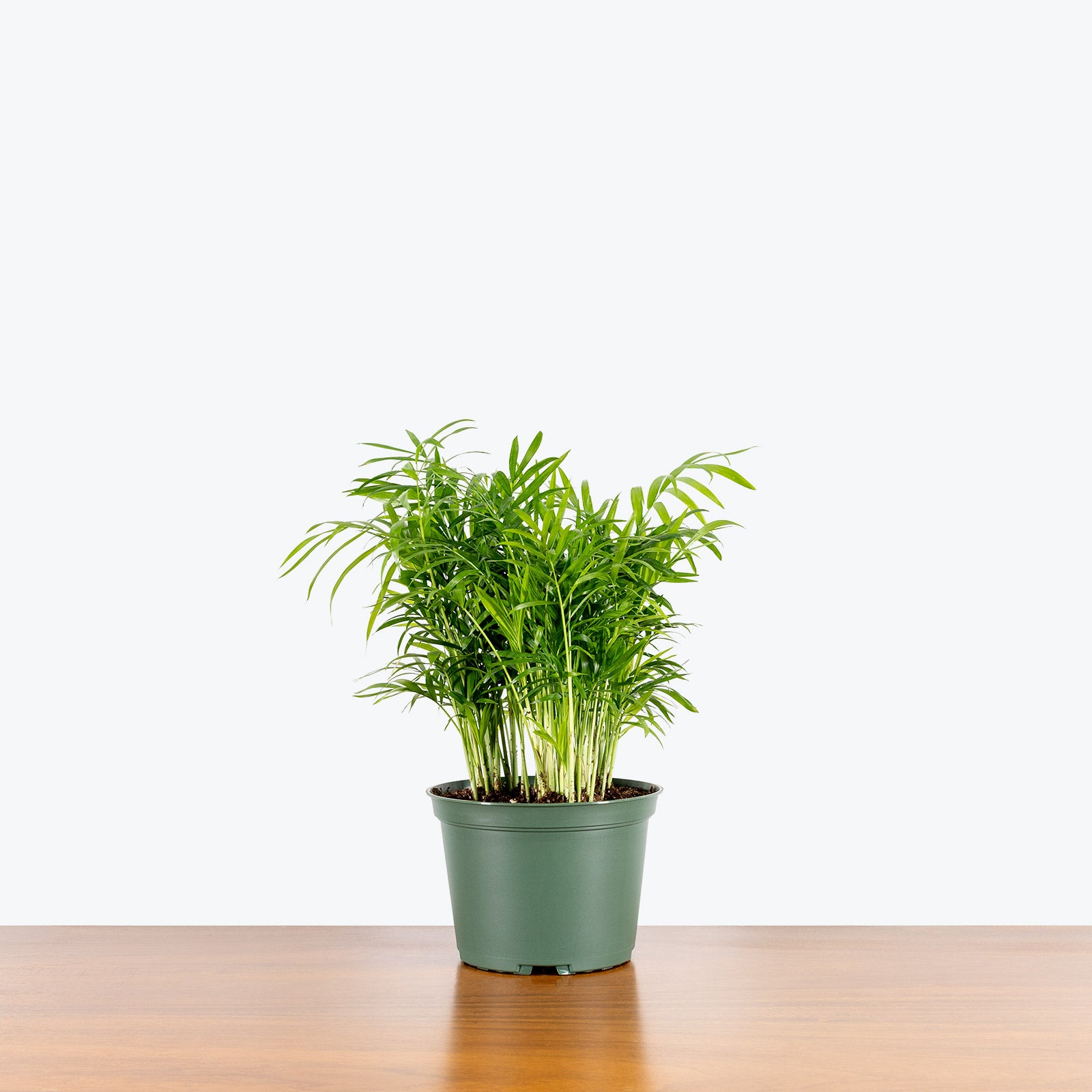 Parlor Palm - House Plants Delivery Toronto - JOMO Studio