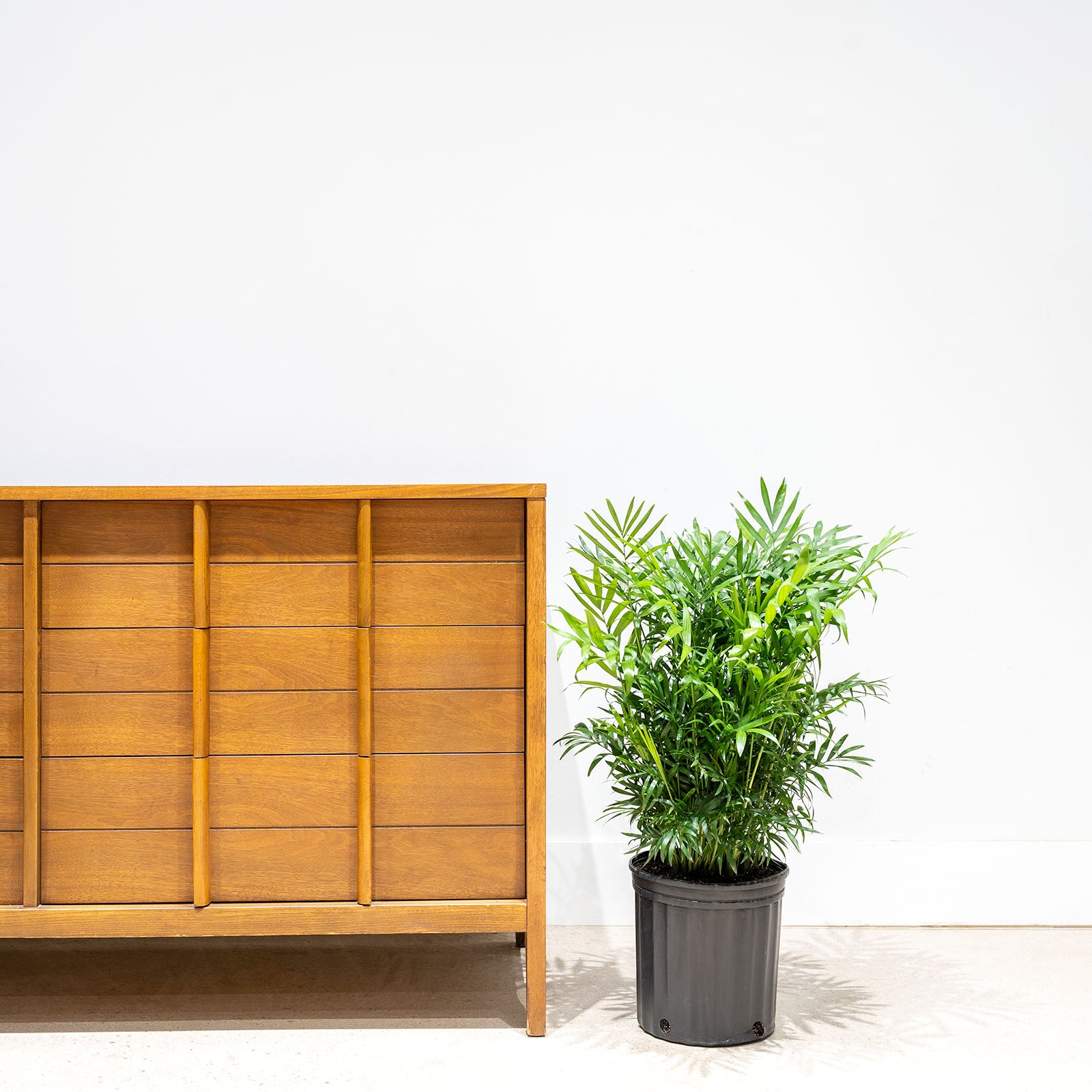 Parlor Palm - House Plants Delivery Toronto - JOMO Studio